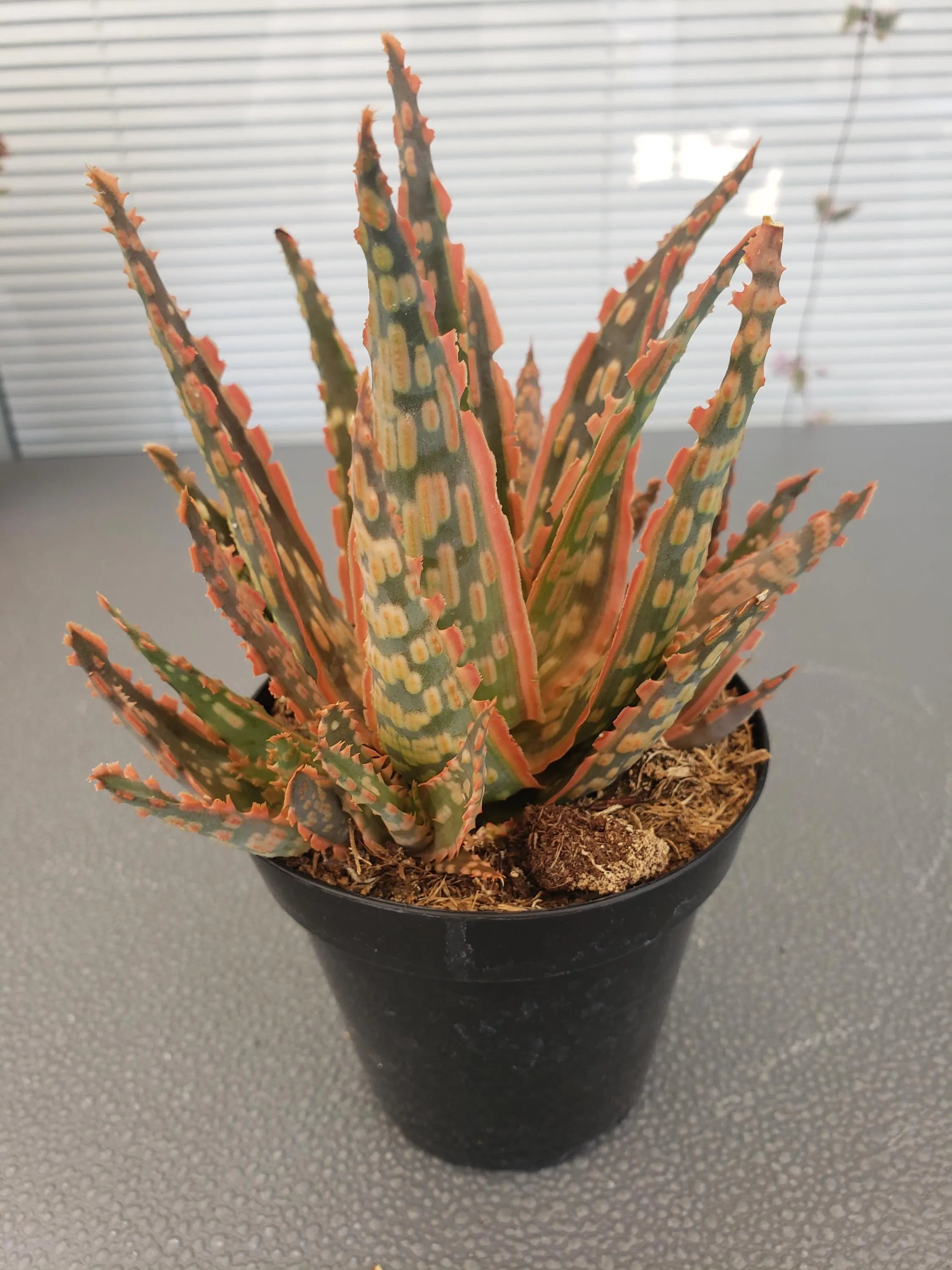 Aloe Krakatoa hybrid succulent in 4 inch pot.