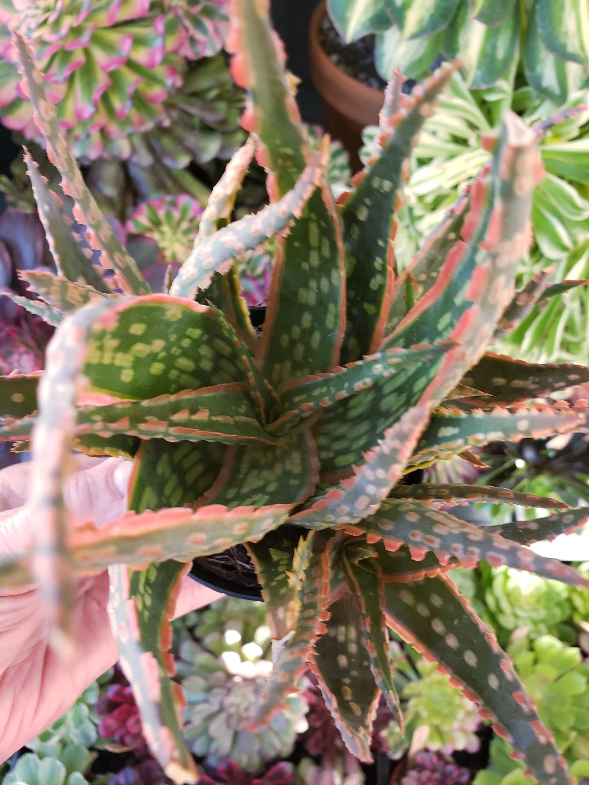 Aloe Krakatoa hybrid succulent in 4 inch pot.