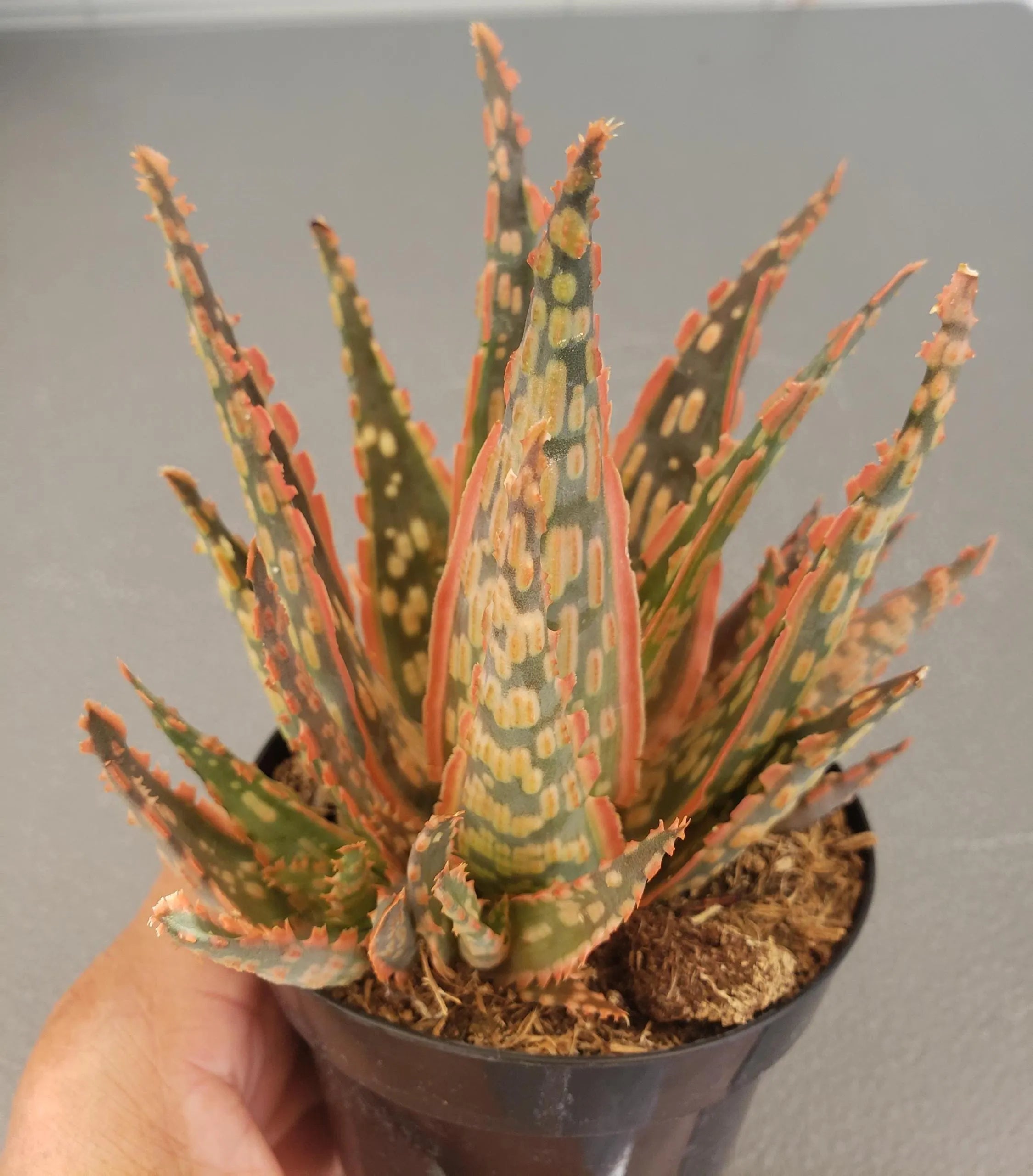 Aloe Krakatoa hybrid succulent in 4 inch pot.