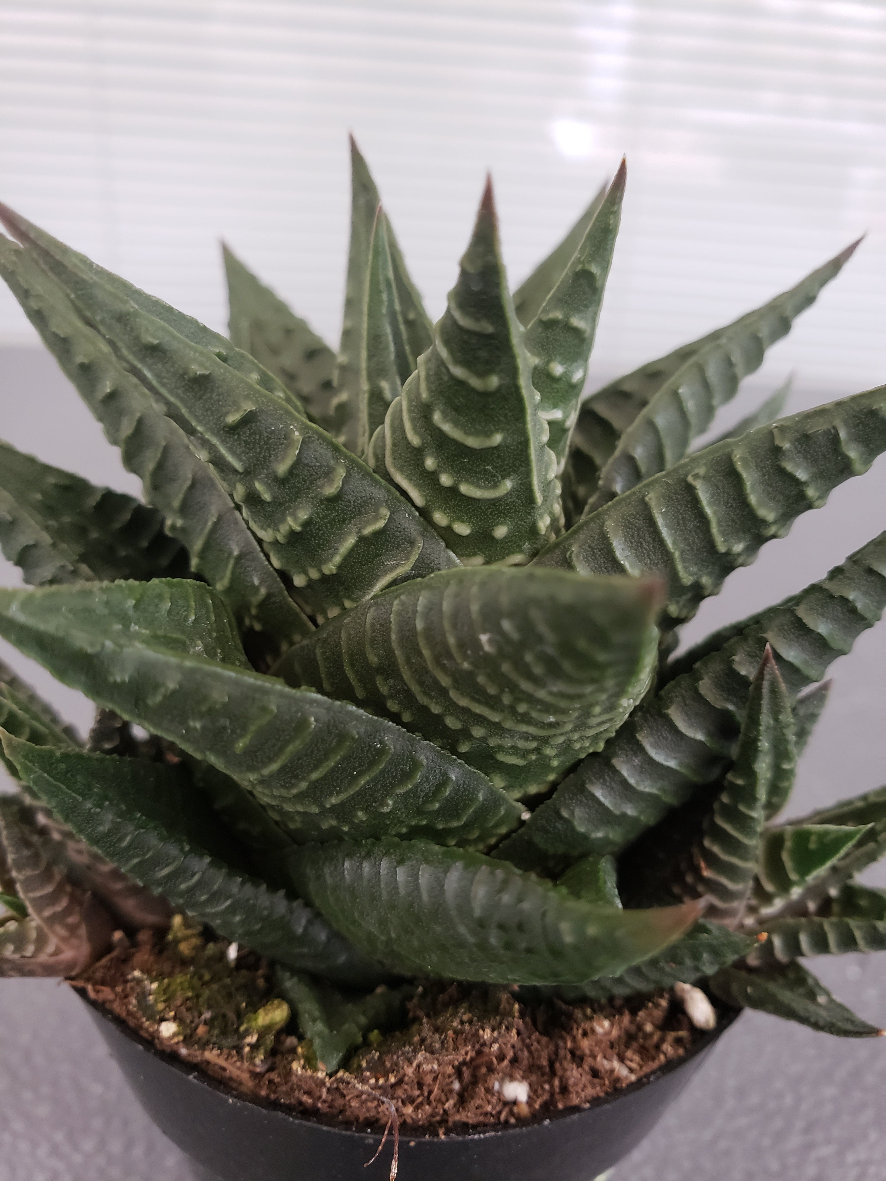 Haworthia Limifolia succulent in 2.5" pot.