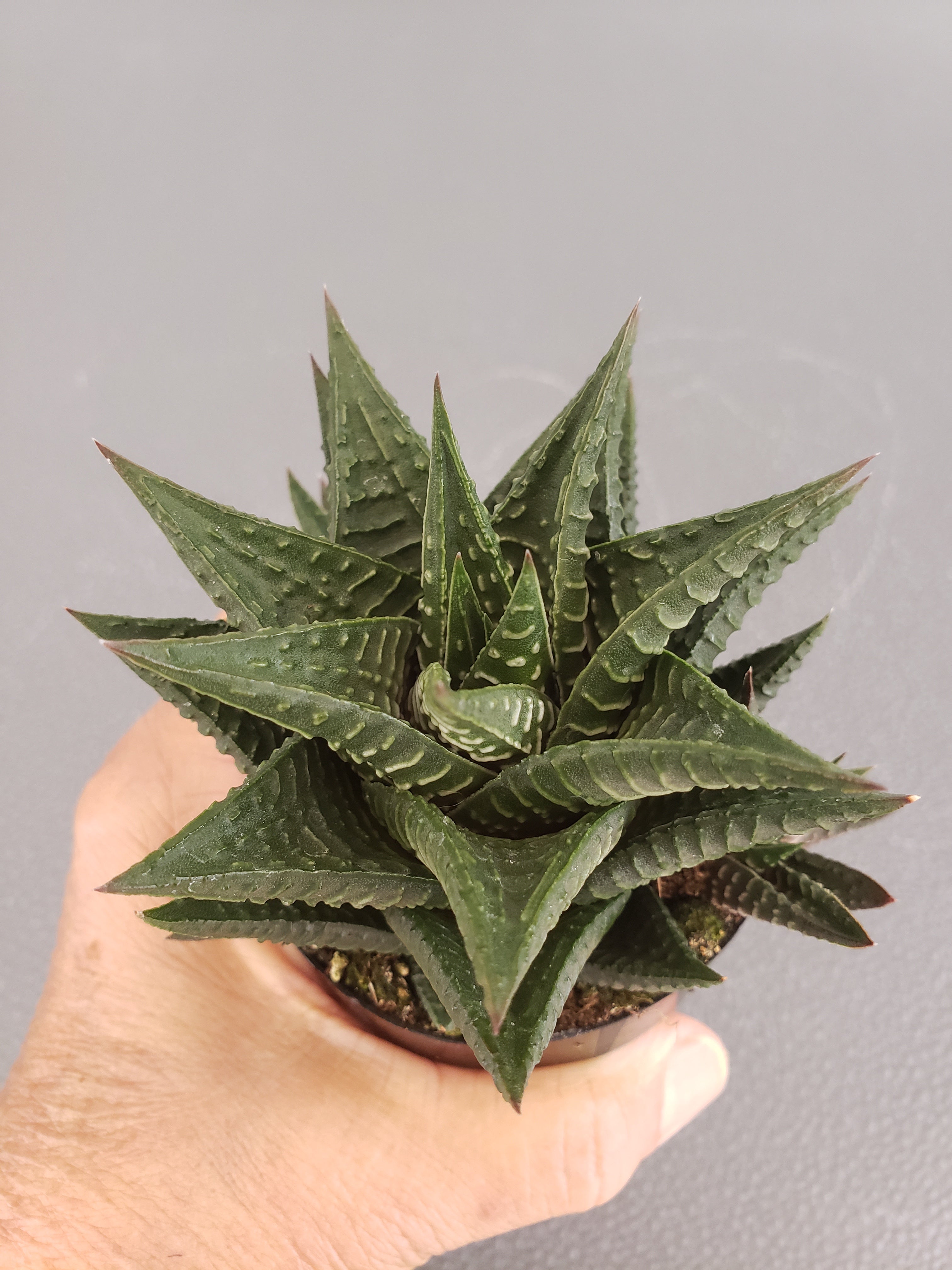 Haworthia Limifolia succulent in 2.5" pot.