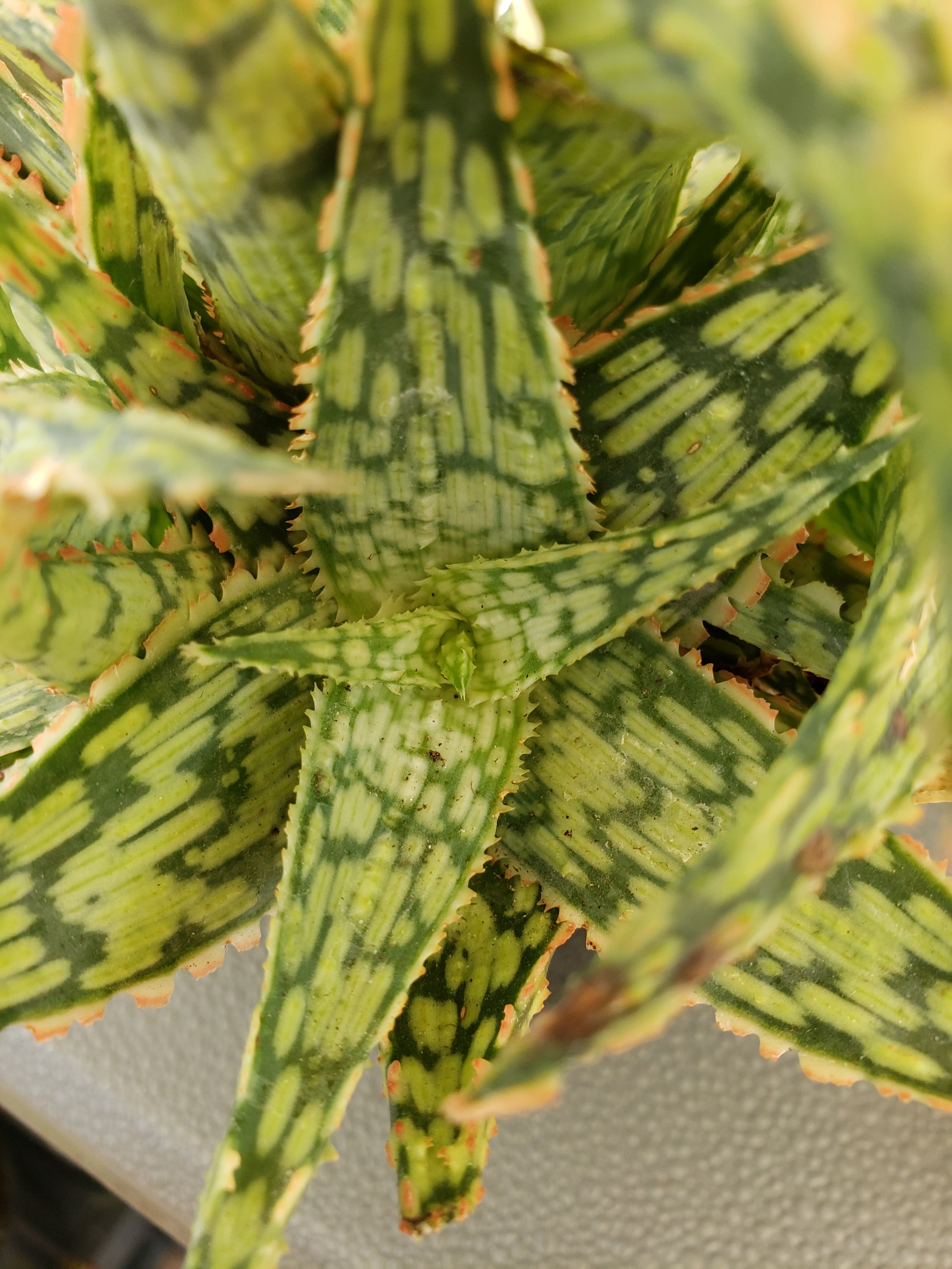 Aloe Mauna Kea hybrid succulent in 4" pot.