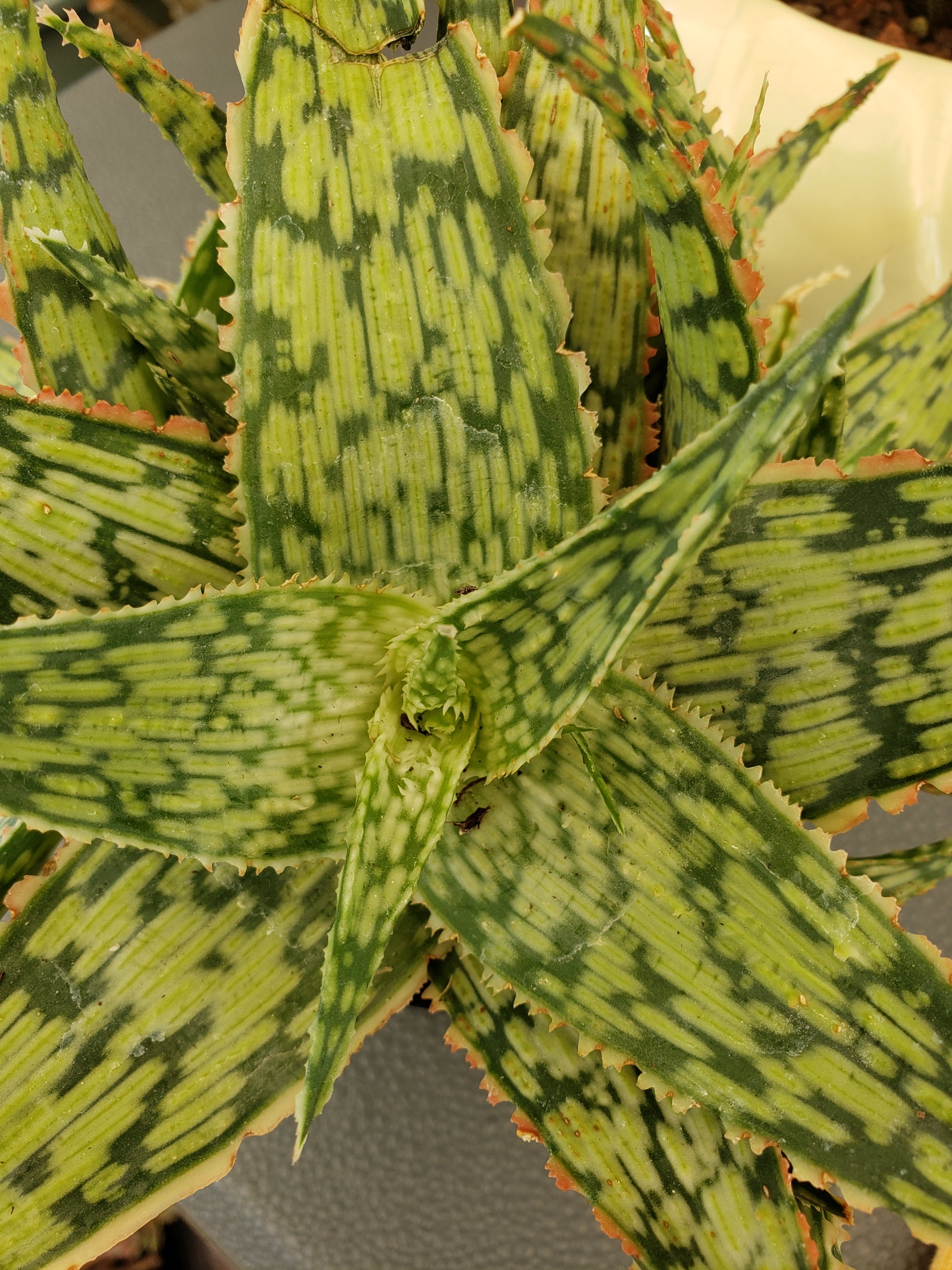 Aloe Mauna Kea hybrid succulent in 4" pot.