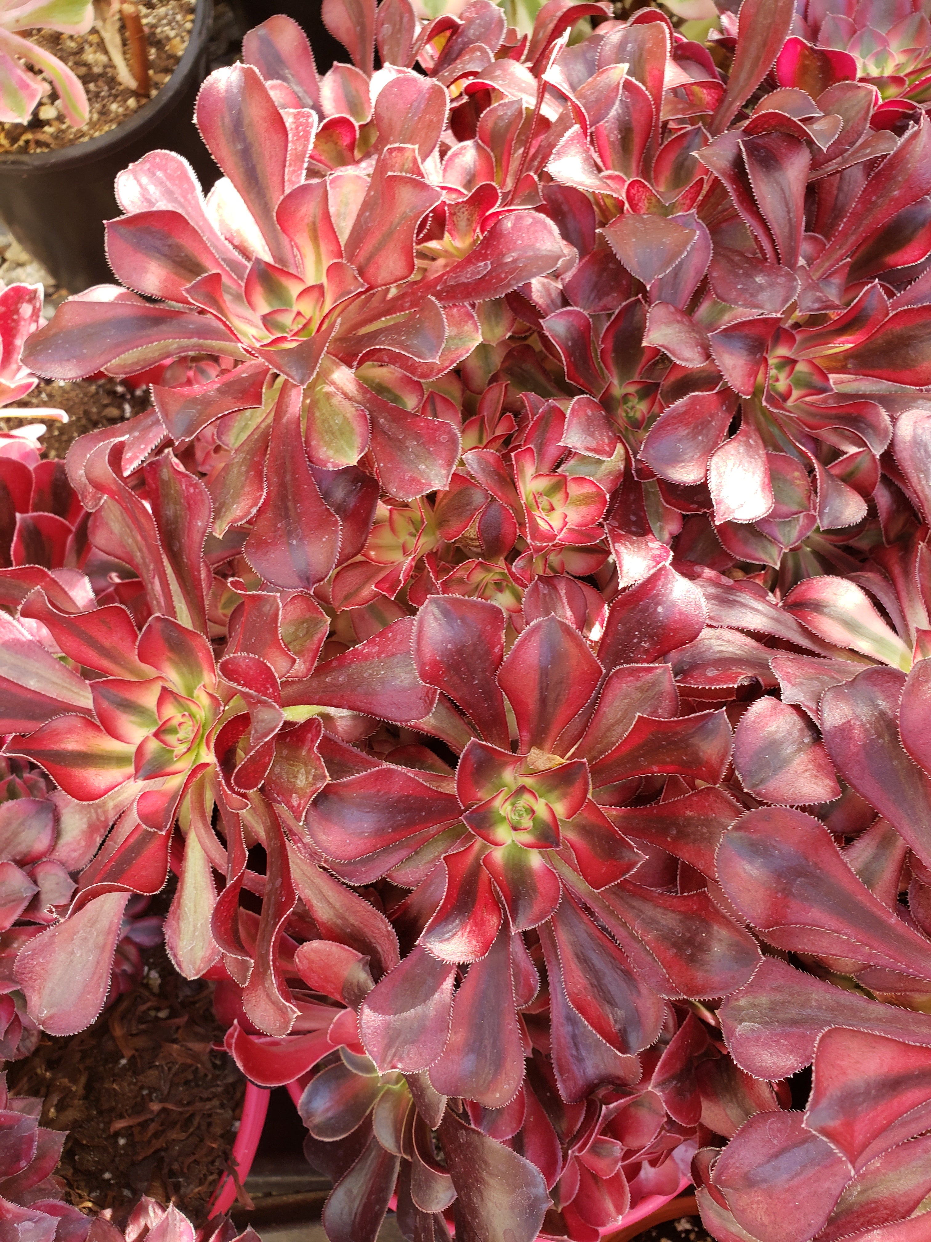 Aeonium Medusa succulent cutting / starter.