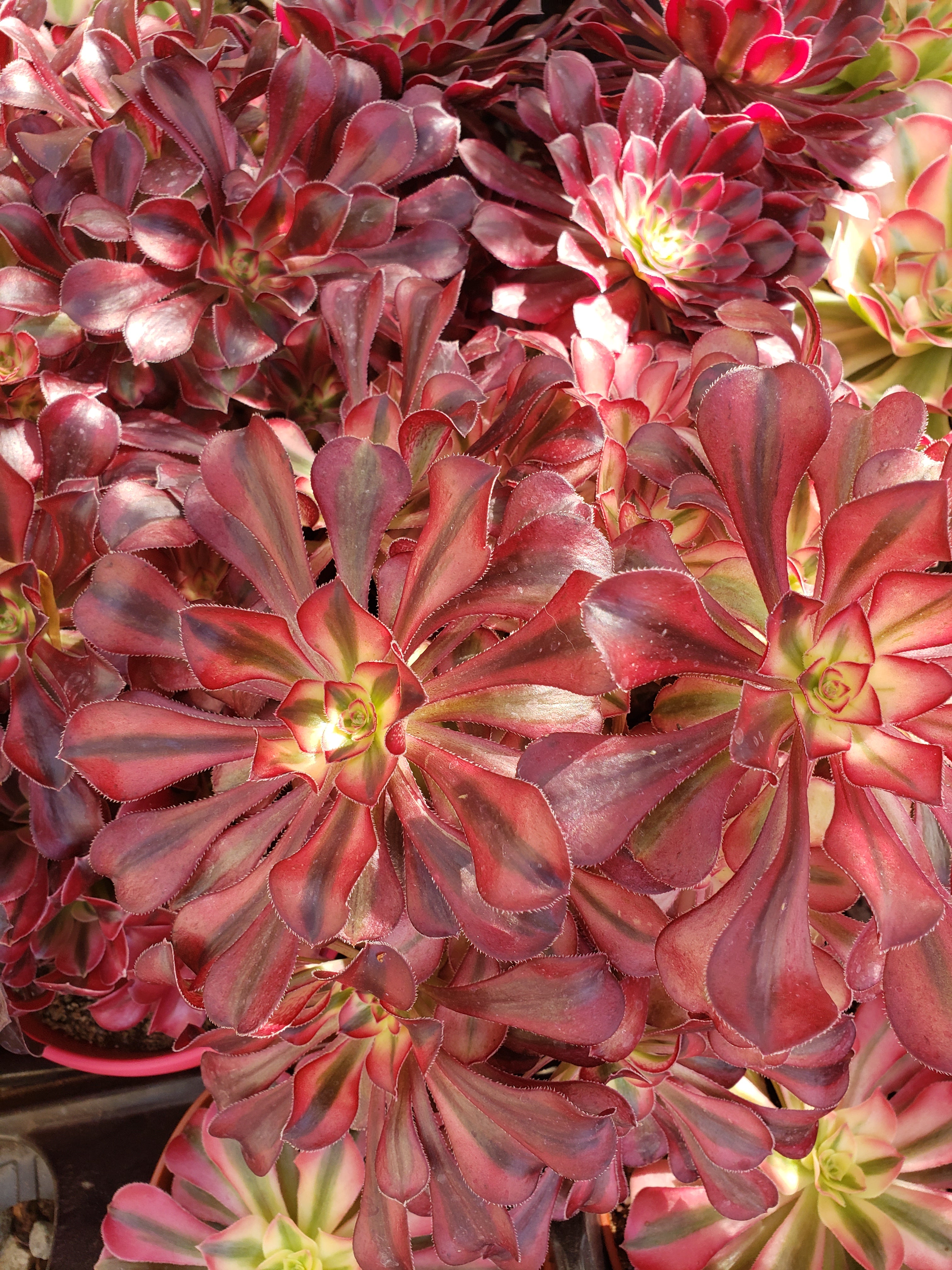 Aeonium Medusa succulent cutting / starter.