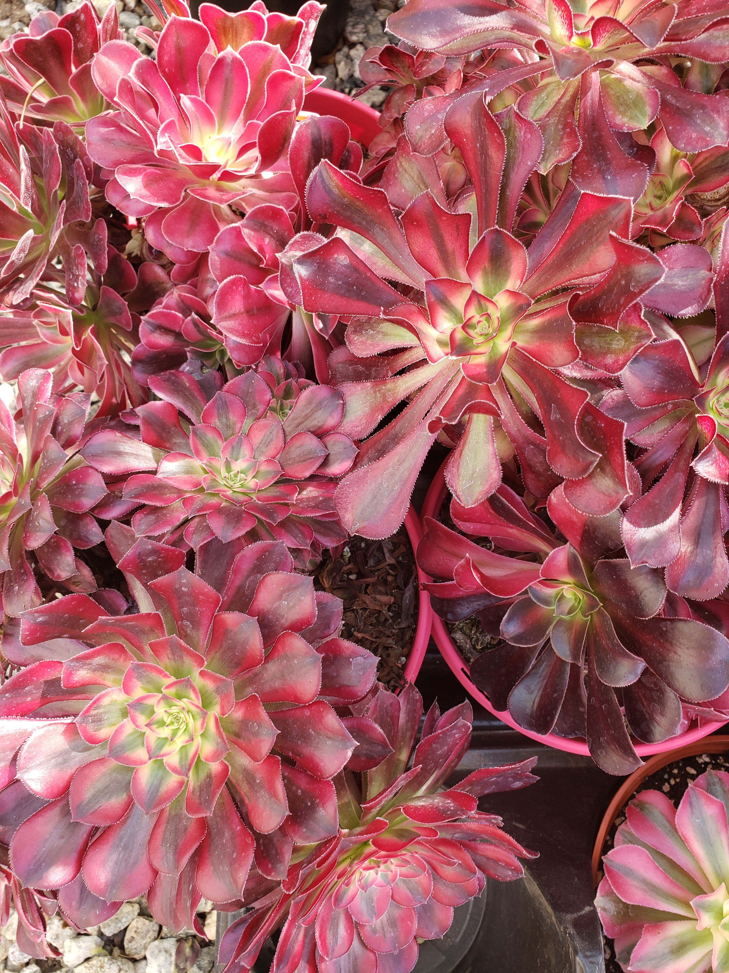 Aeonium Medusa succulent cutting / starter.