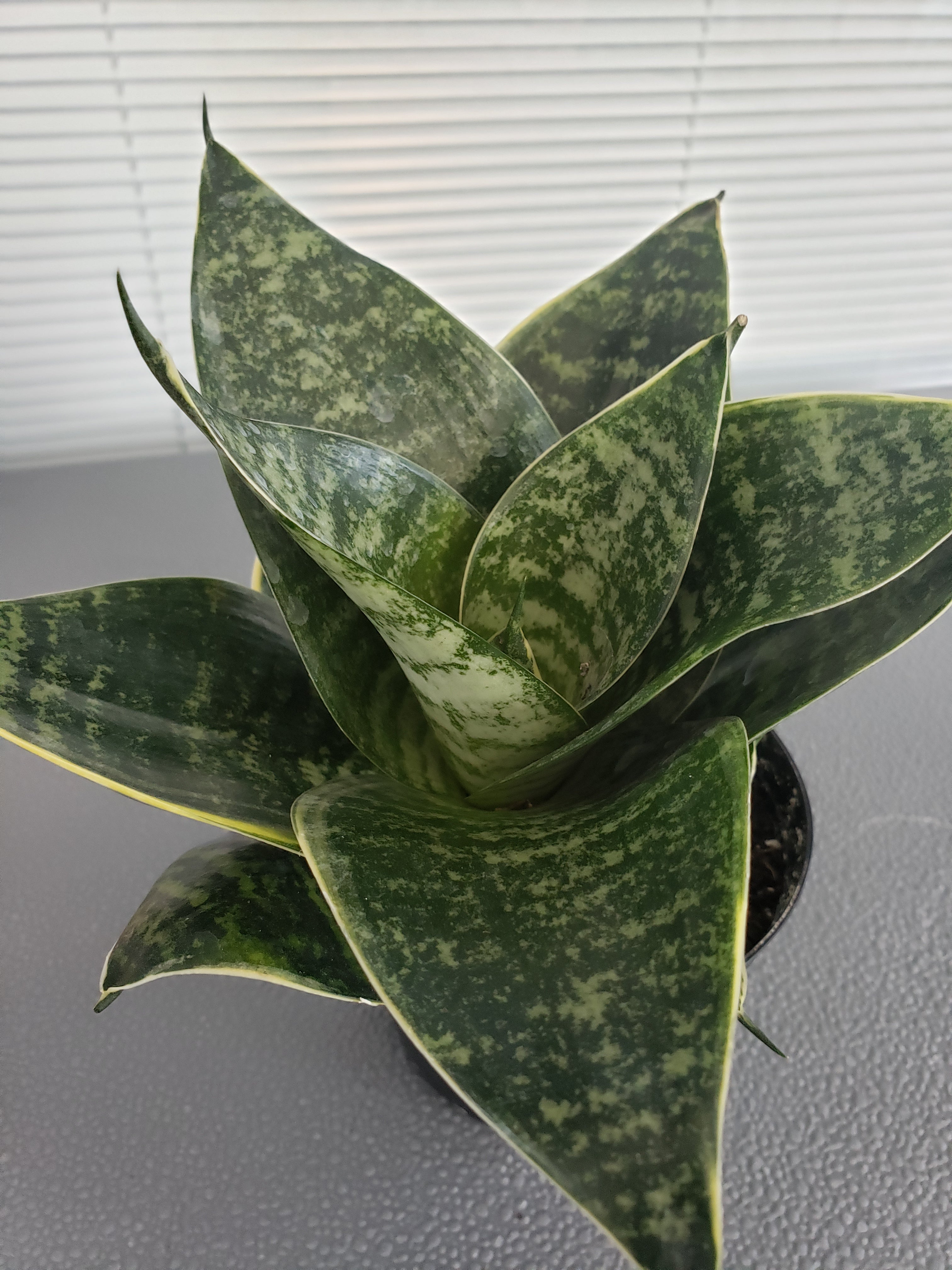 Sansevieria Hahnii Misty Star succulent - rooted in 4" pot - will ship bare root.