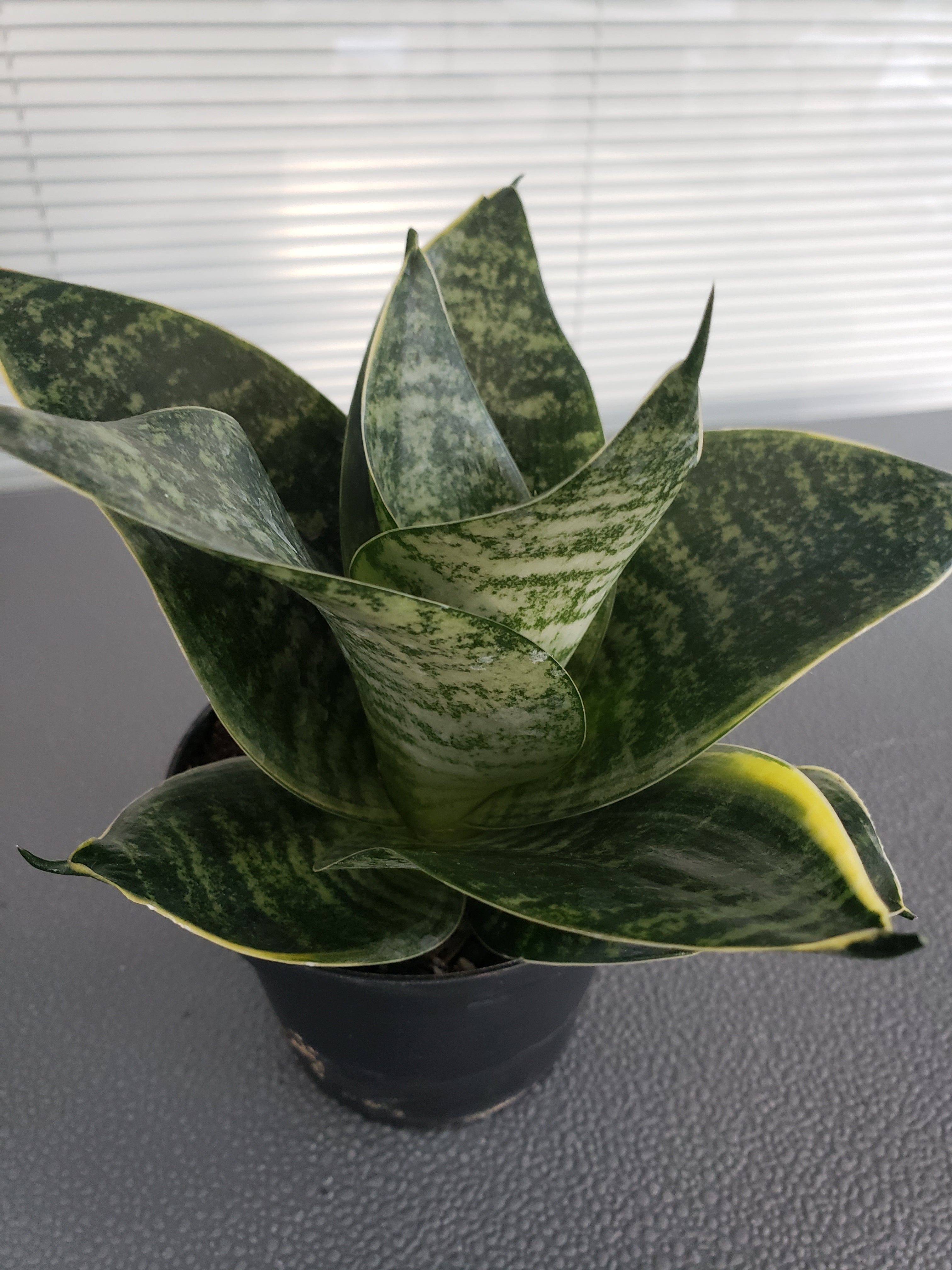 Sansevieria Hahnii Misty Star succulent - rooted in 4" pot - will ship bare root.