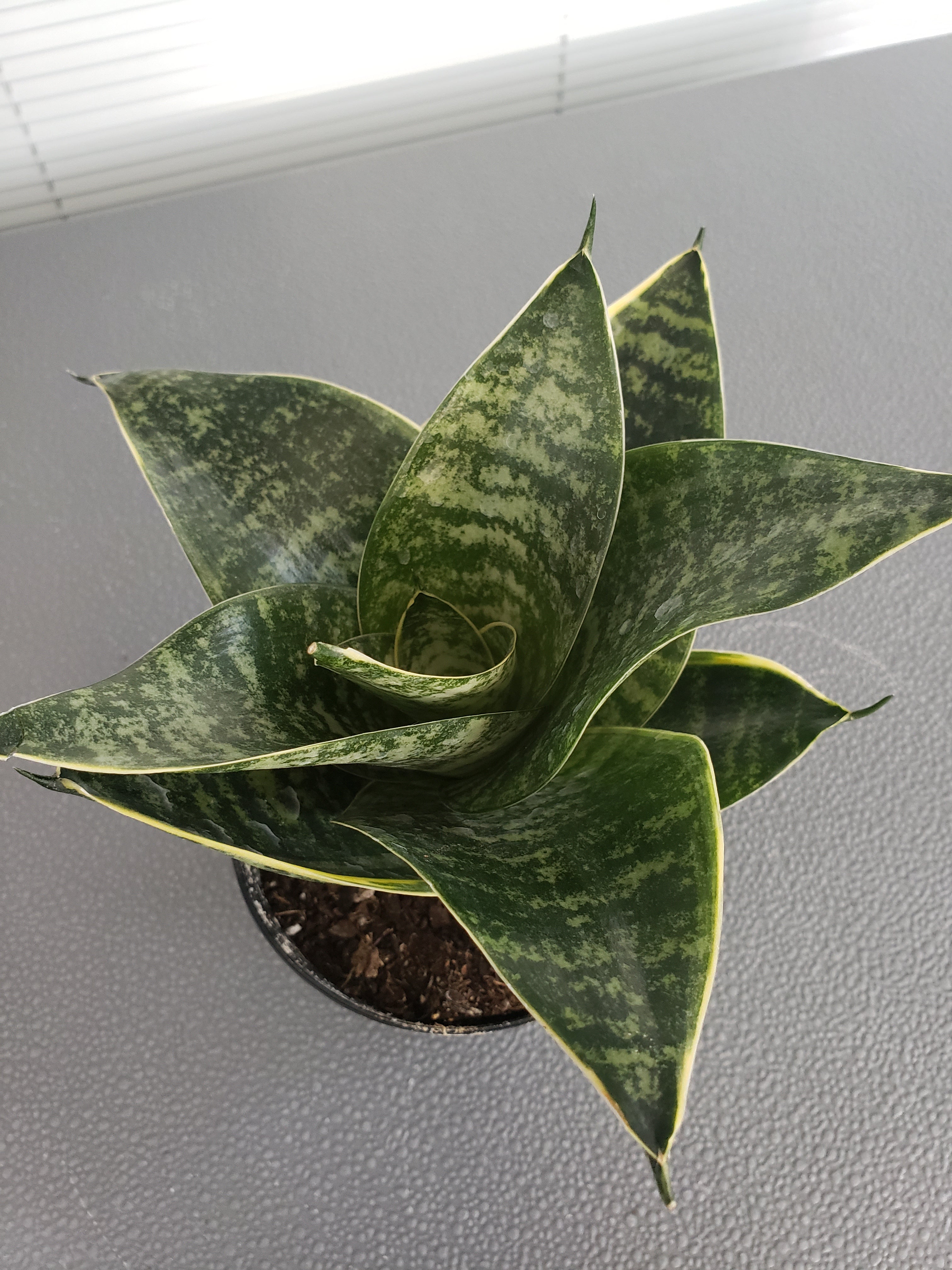 Sansevieria Hahnii Misty Star succulent - rooted in 4" pot - will ship bare root.
