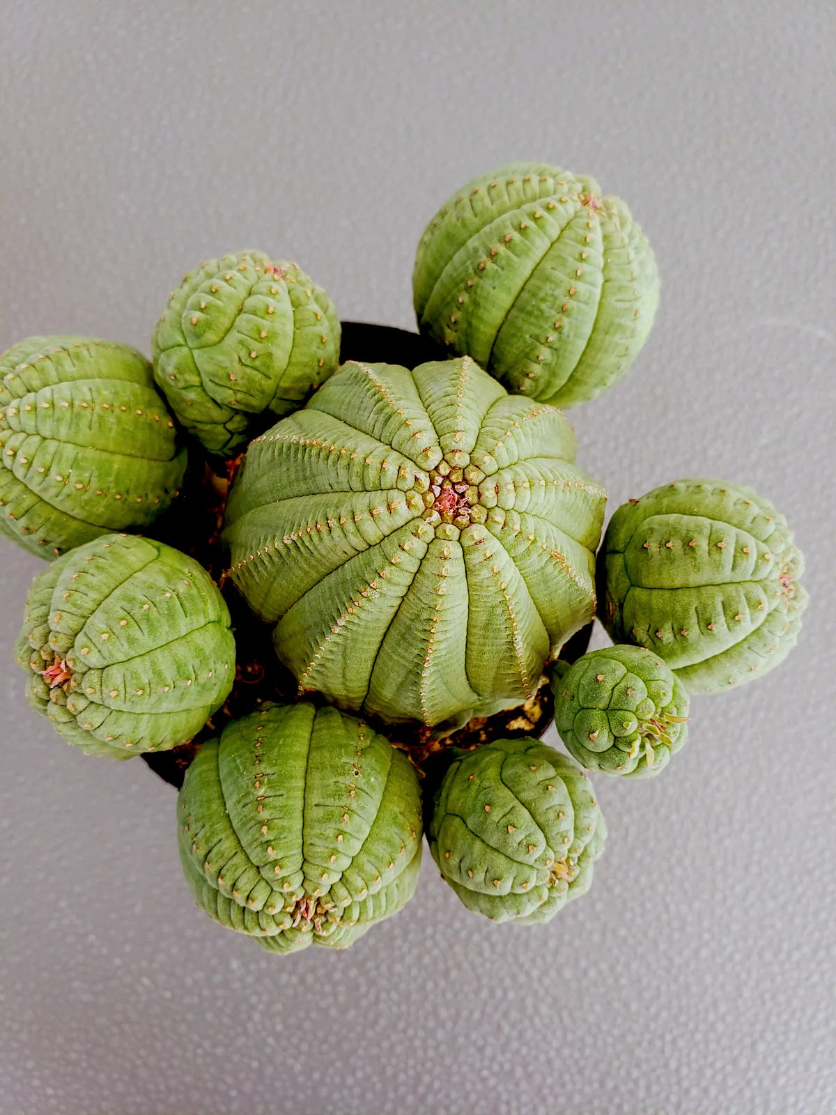 Euphorbia Obesa / Basketball plant