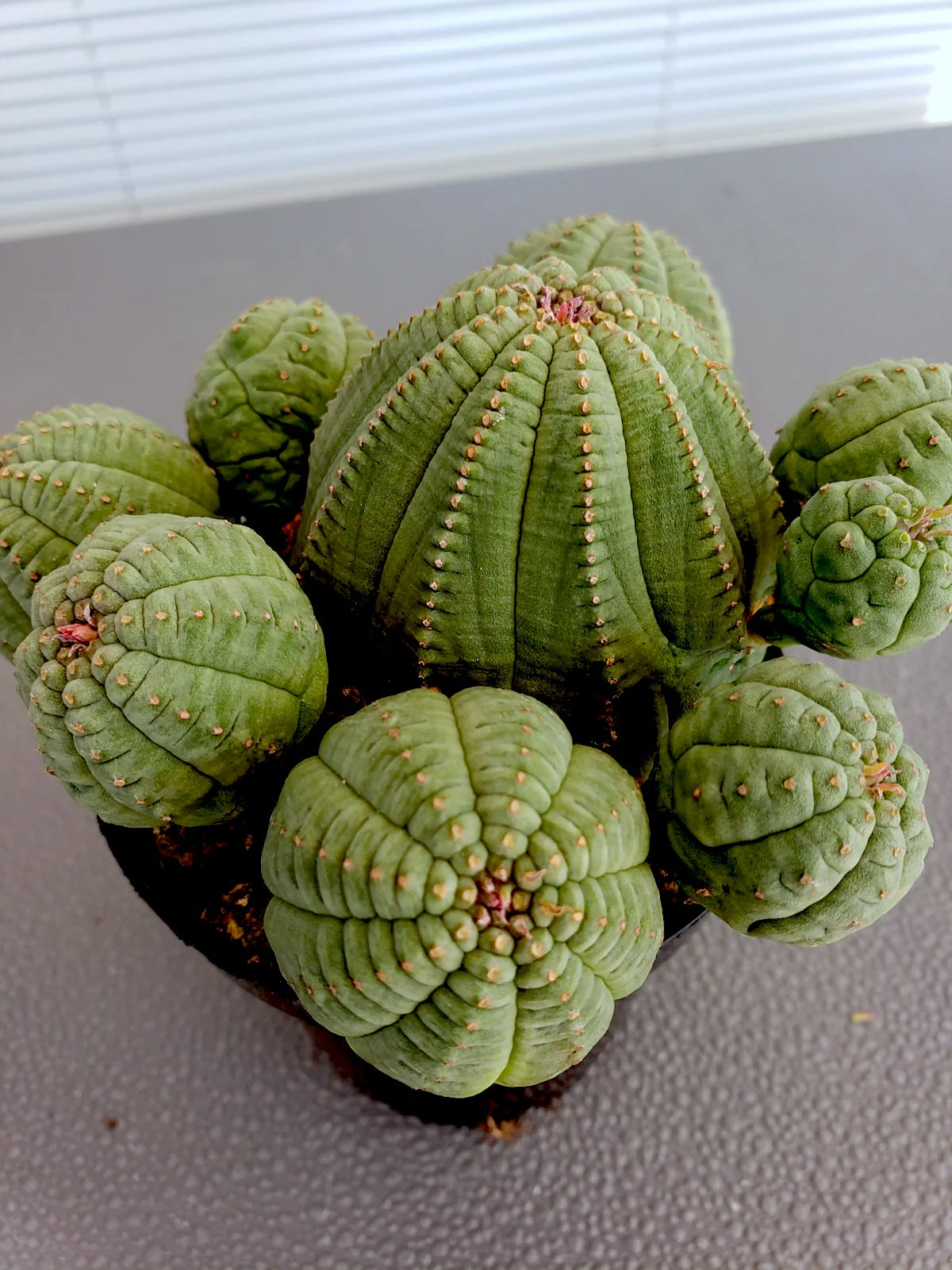 Euphorbia Obesa / Basketball plant