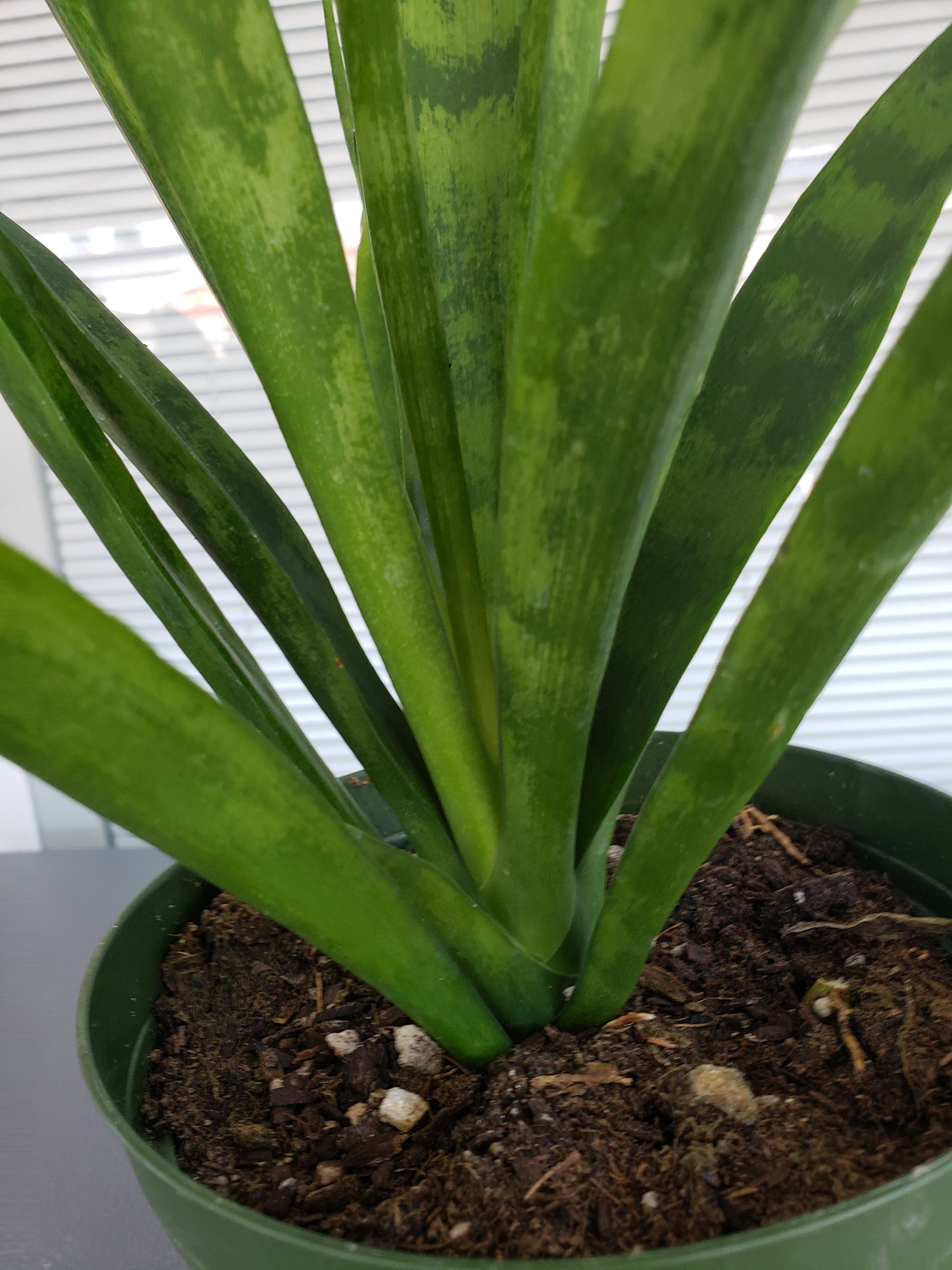 Sansevieria Parva succulent. Rare. Rooted in 4" pot.