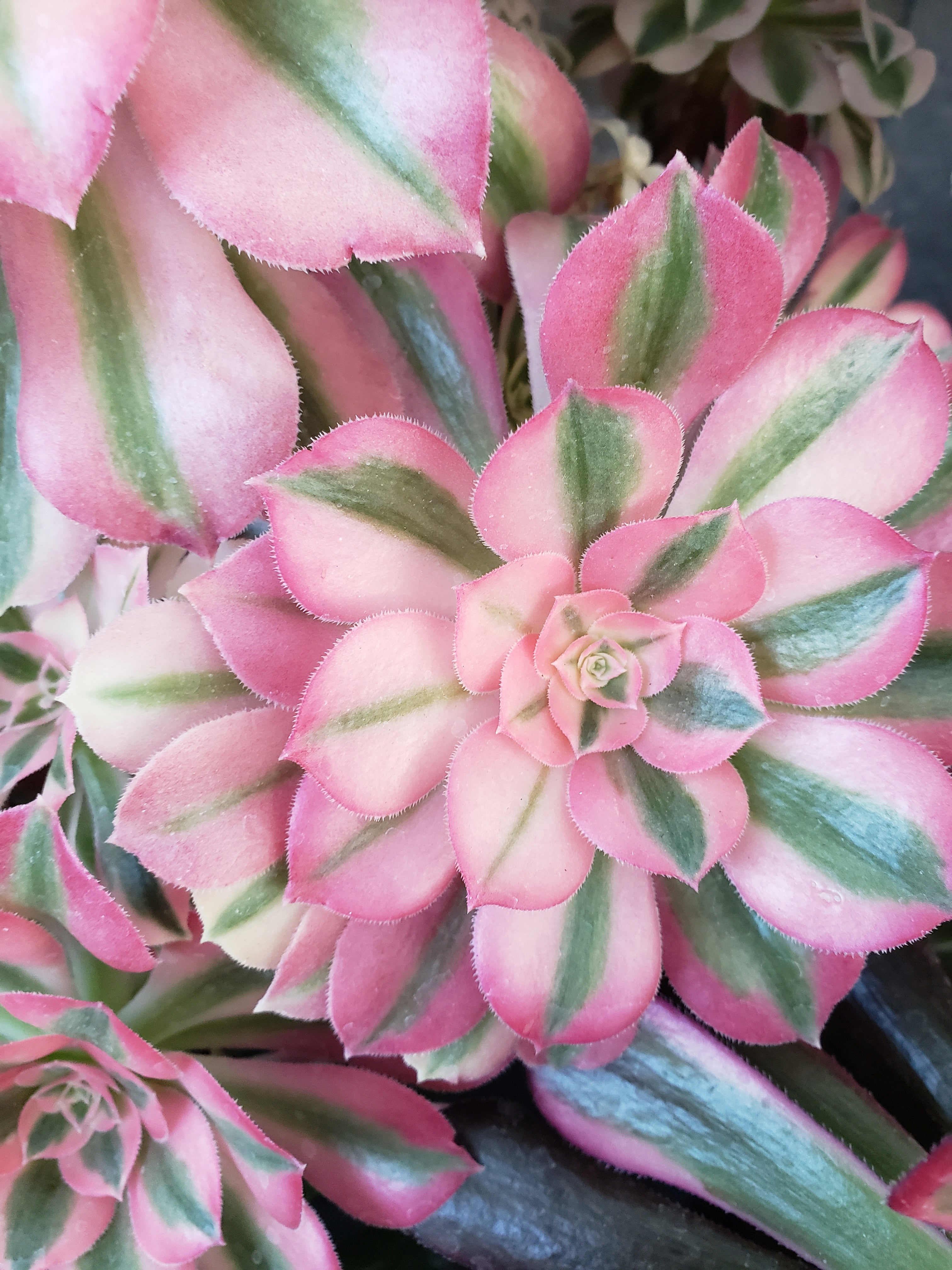 Aeonium Pink Witch Succulent