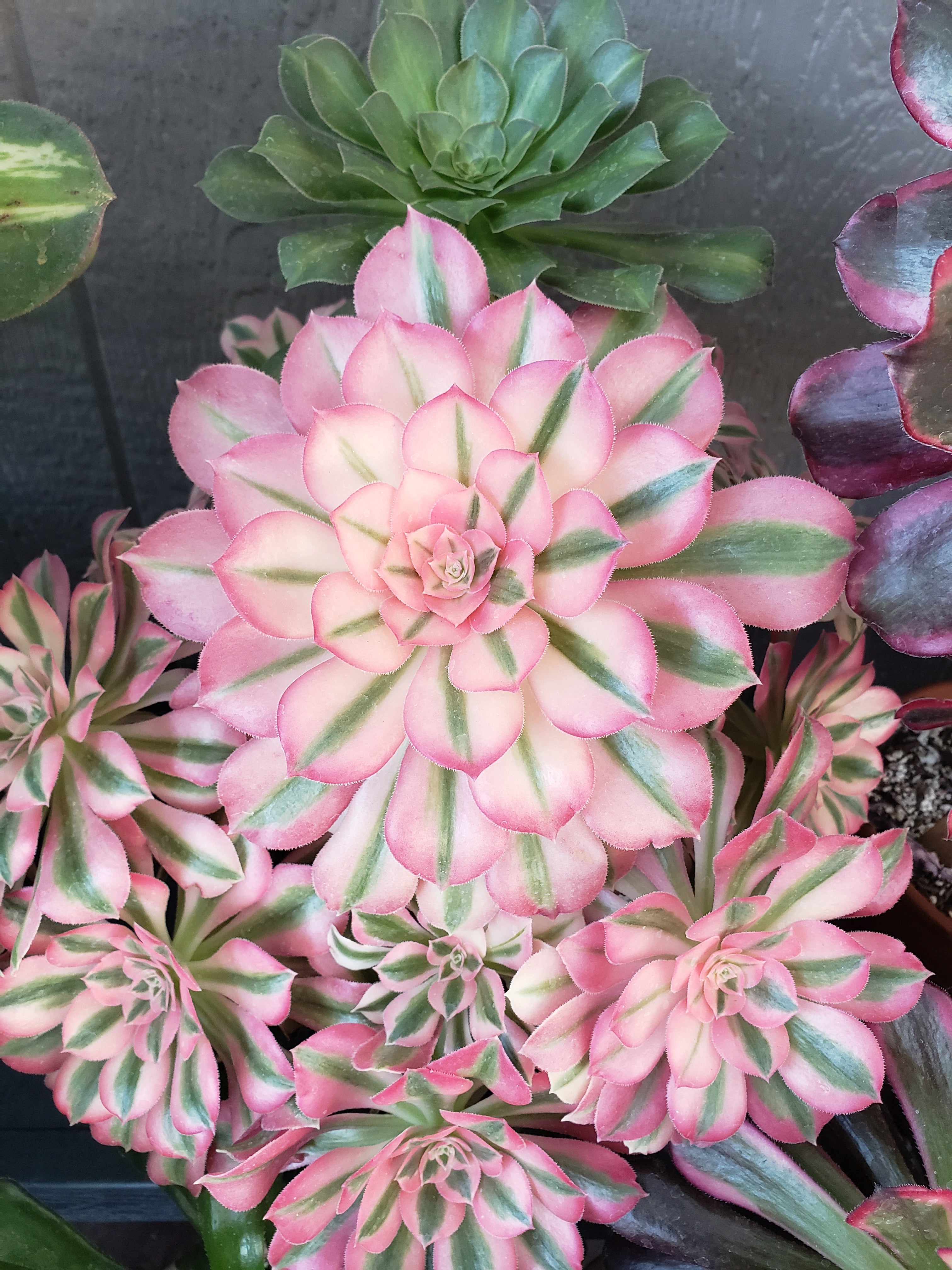 Aeonium Pink Witch Succulent