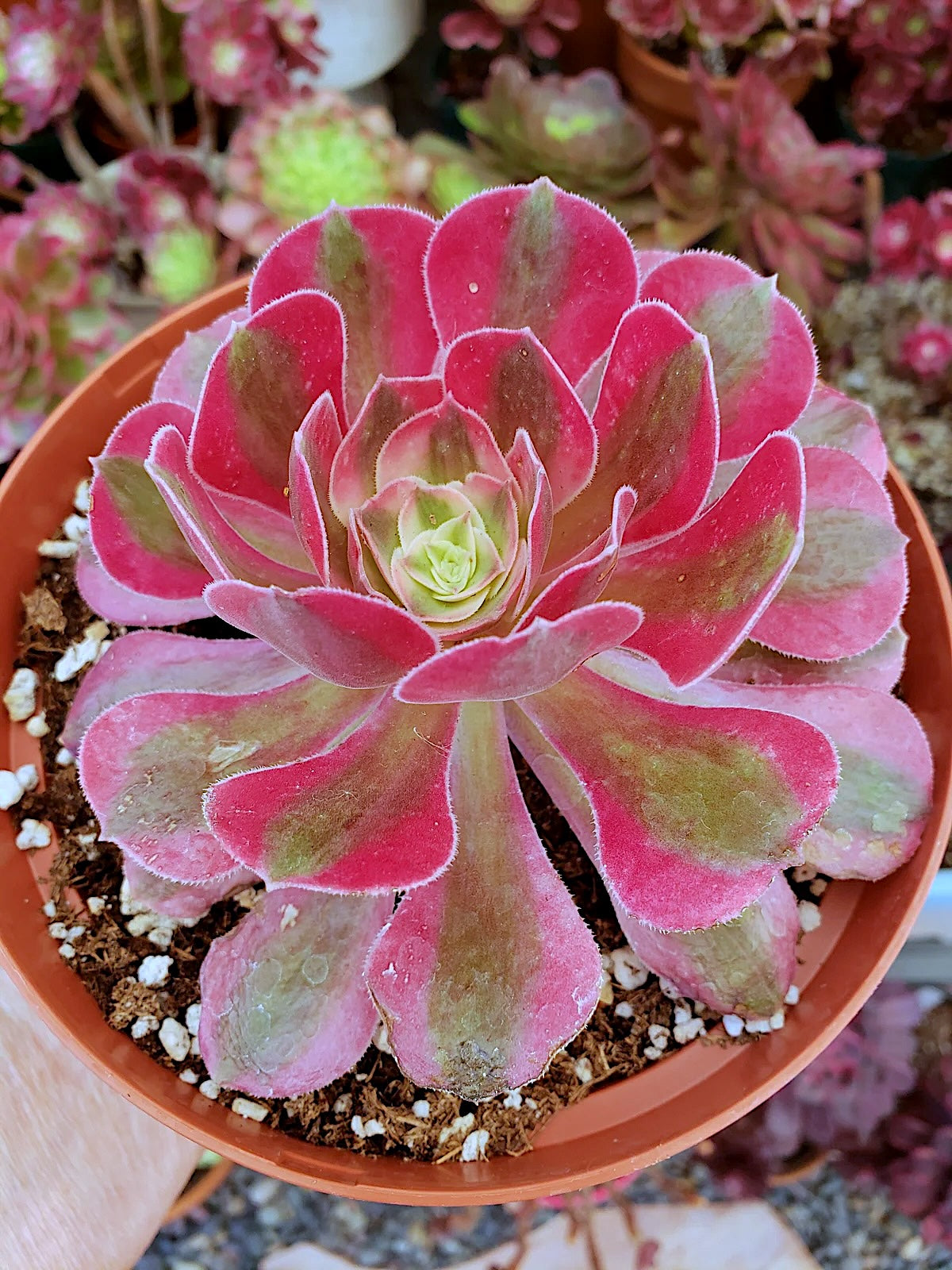 Aeonium Pink Witch Succulent