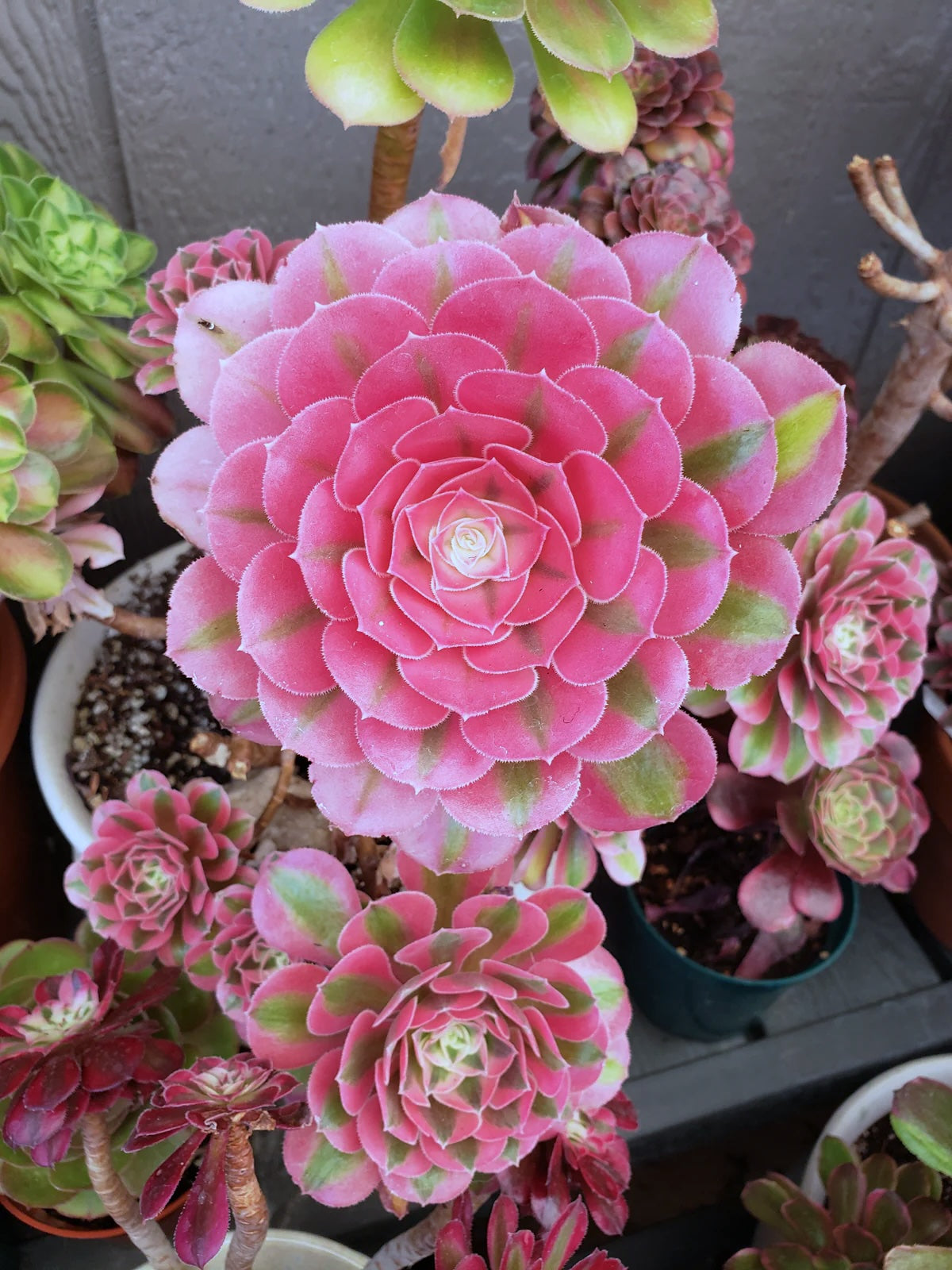 Aeonium Pink Witch Succulent