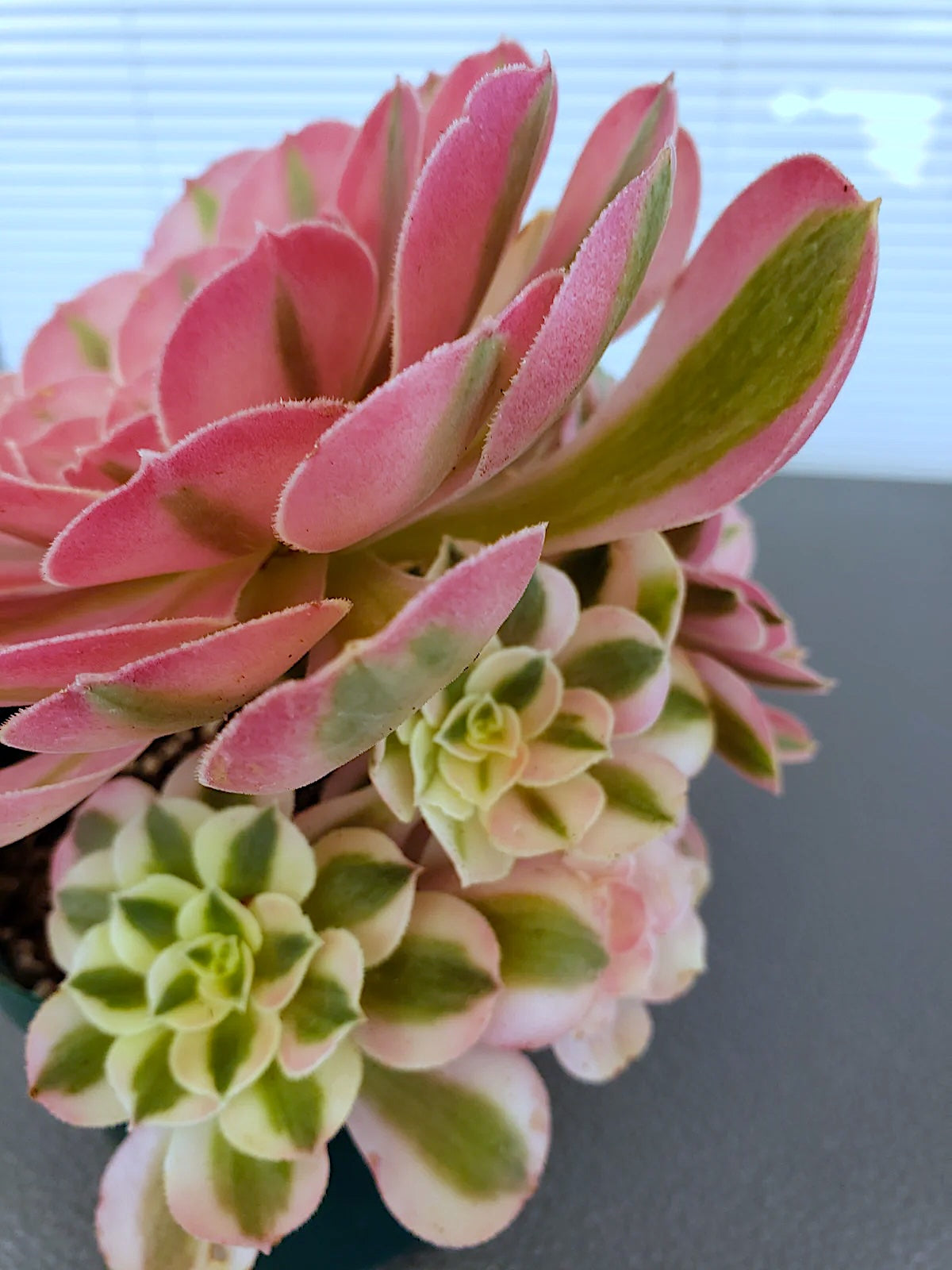 Aeonium Pink Witch Succulent