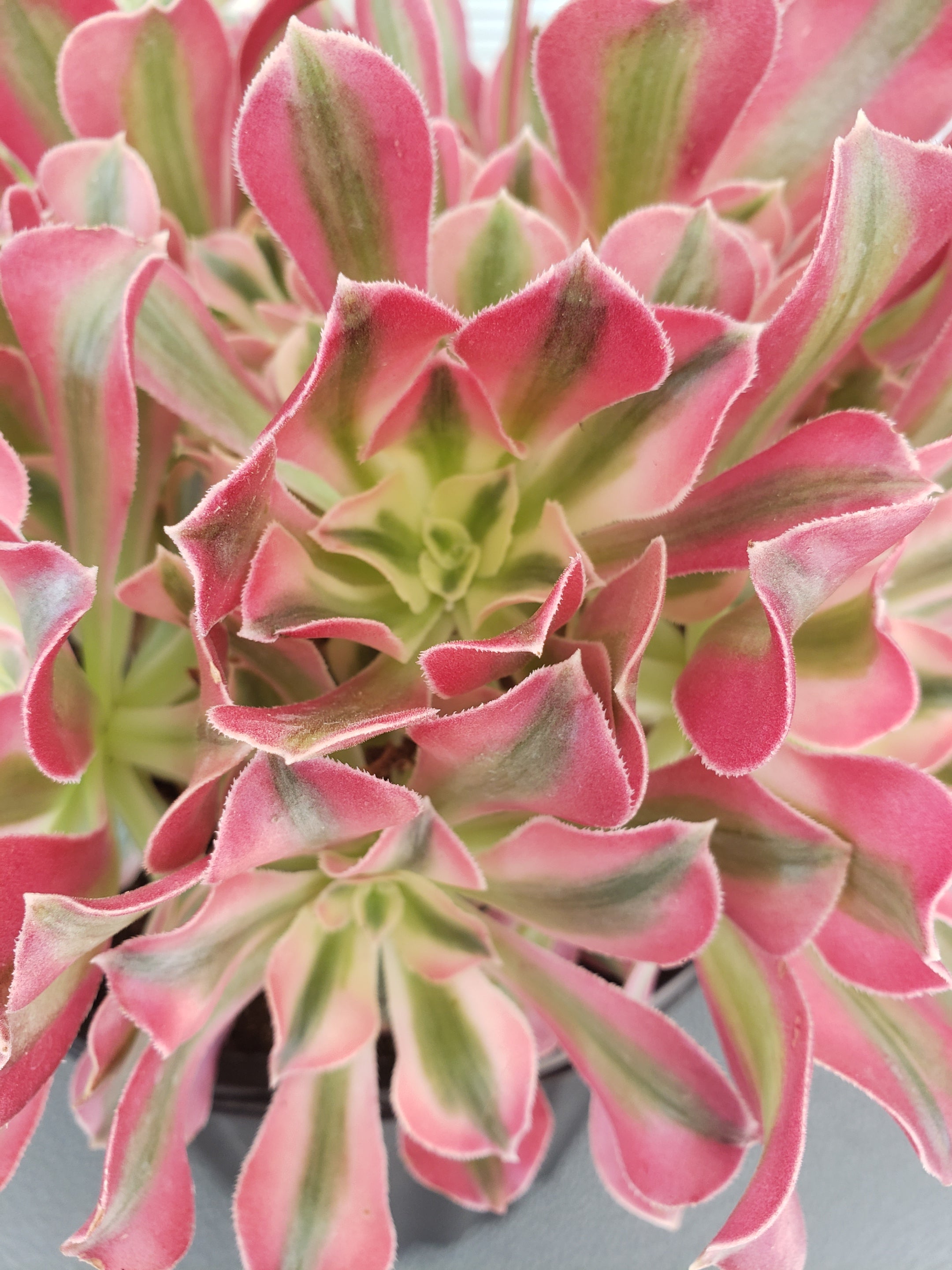 Aeonium Pink Witch Wave succulent cutting. Rare and collectible.
