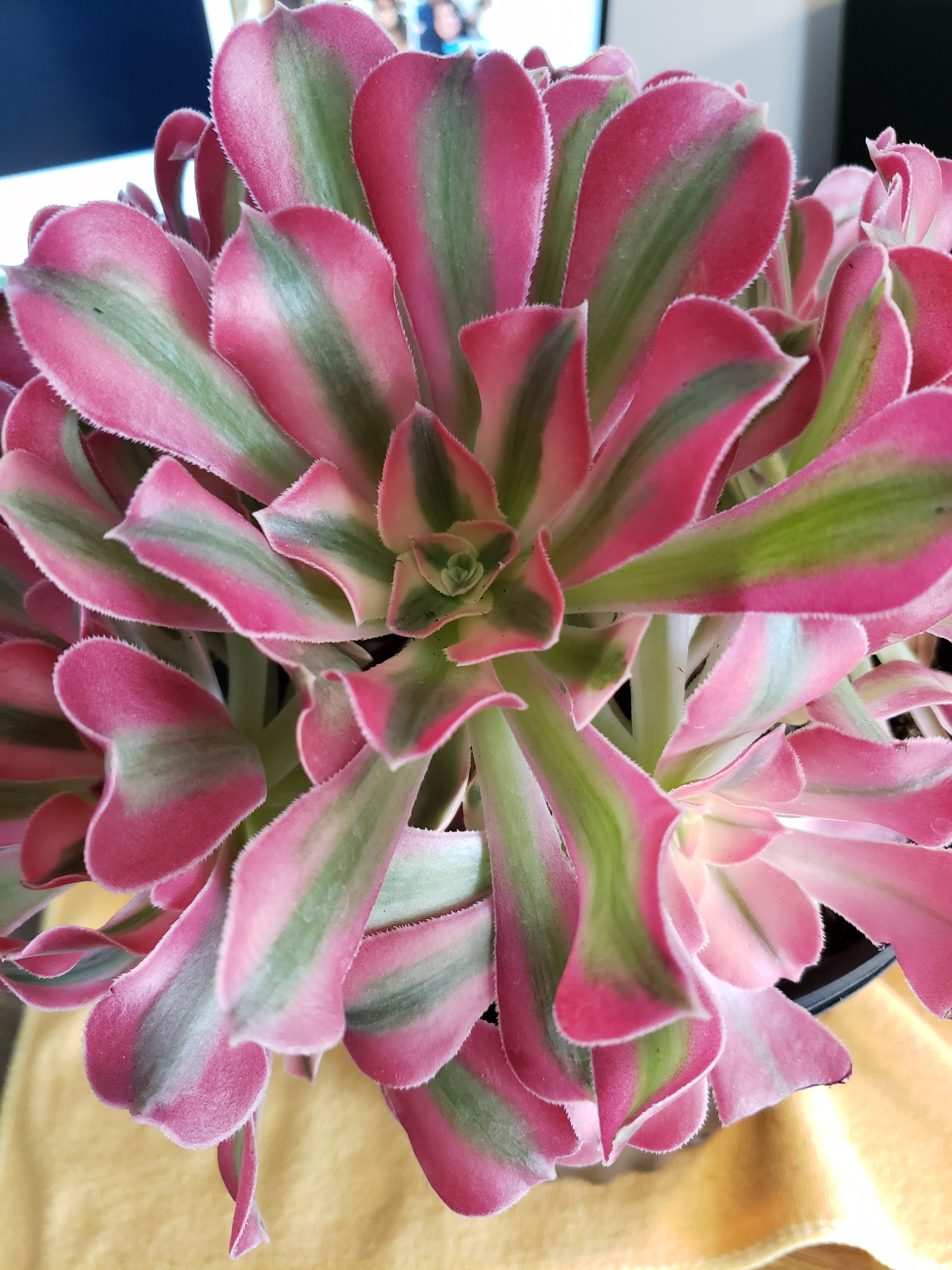 Aeonium Pink Witch Wave succulent cutting. Rare and collectible.