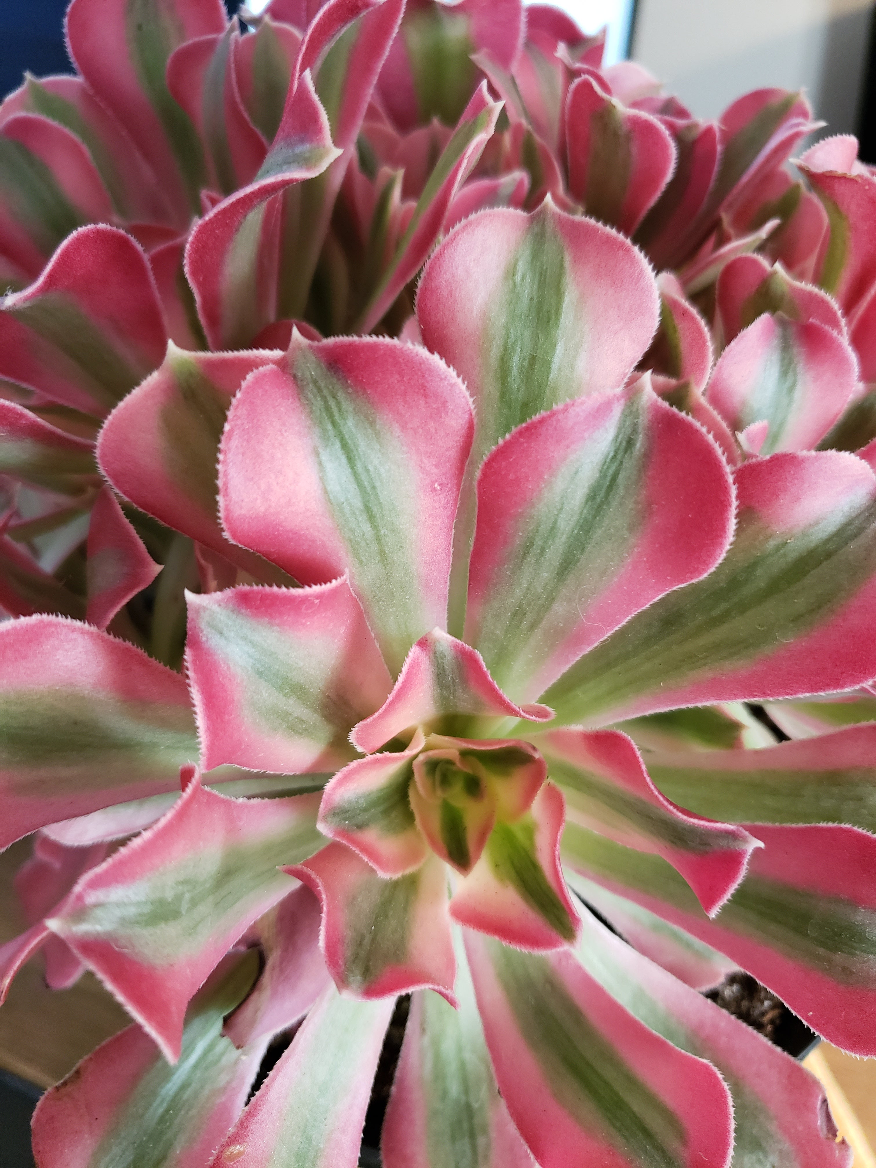 Aeonium Pink Witch Wave succulent cutting. Rare and collectible.