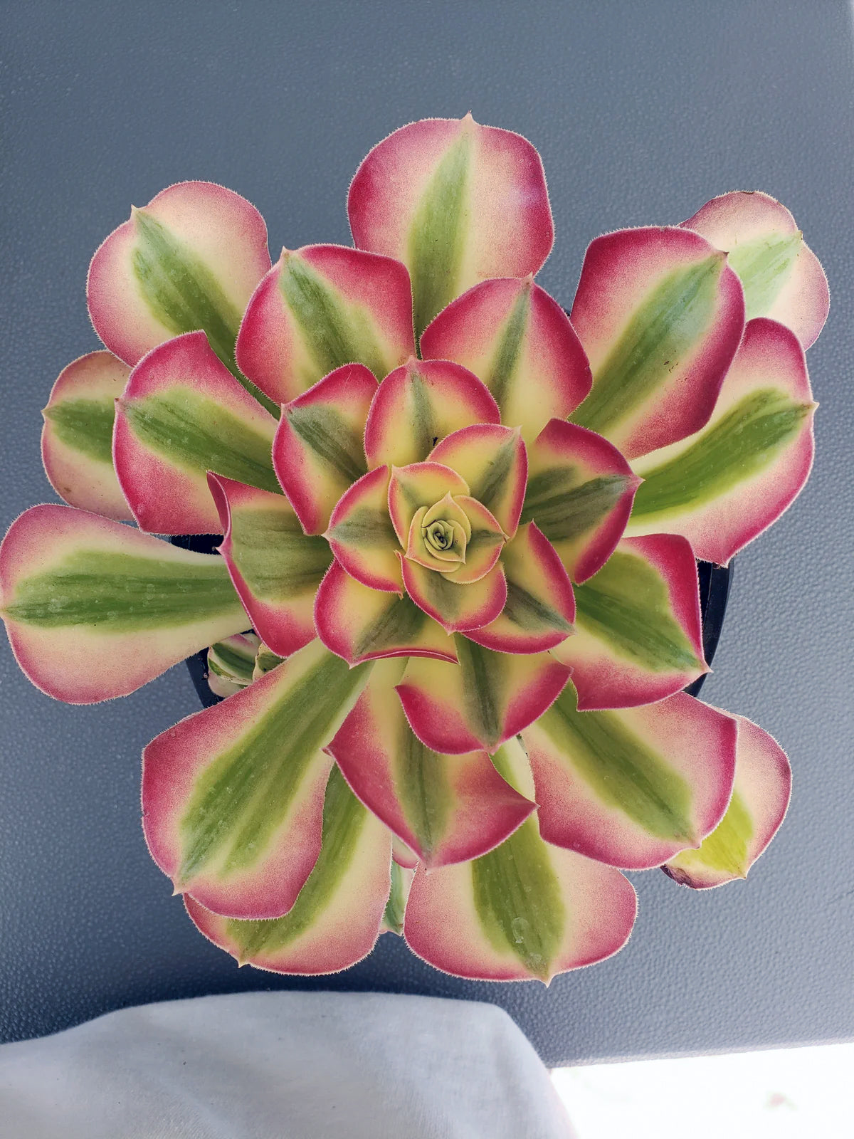Aeonium Pink Witch Halloween succulent rooted in 1 gal pot. Will ship bare root