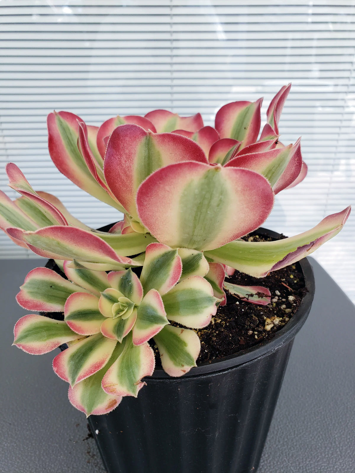 Aeonium Pink Witch Halloween succulent rooted in 1 gal pot. Will ship bare root