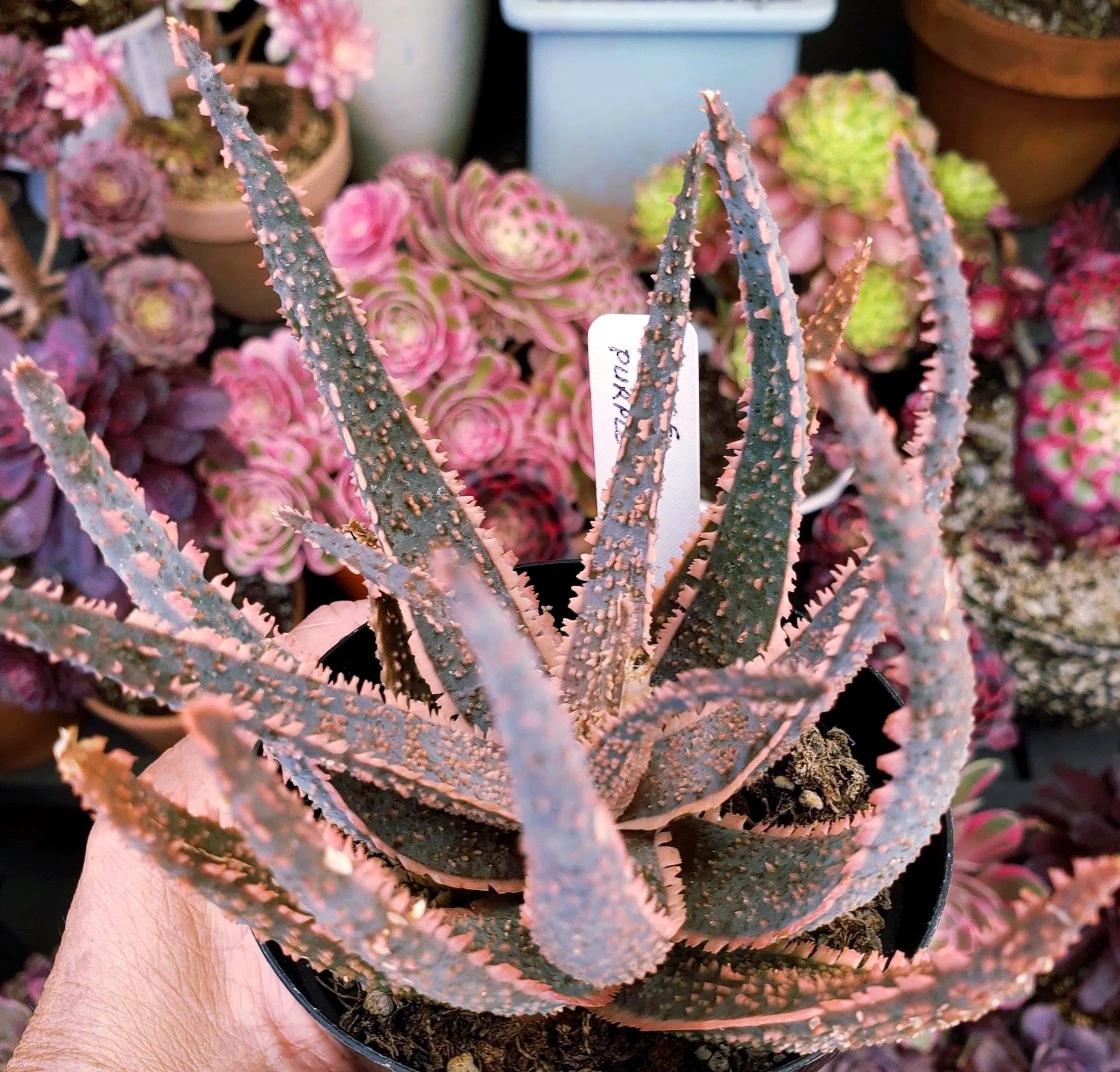 Aloe Purple Haze succulent in 4 inch pot. Will ship bare root.