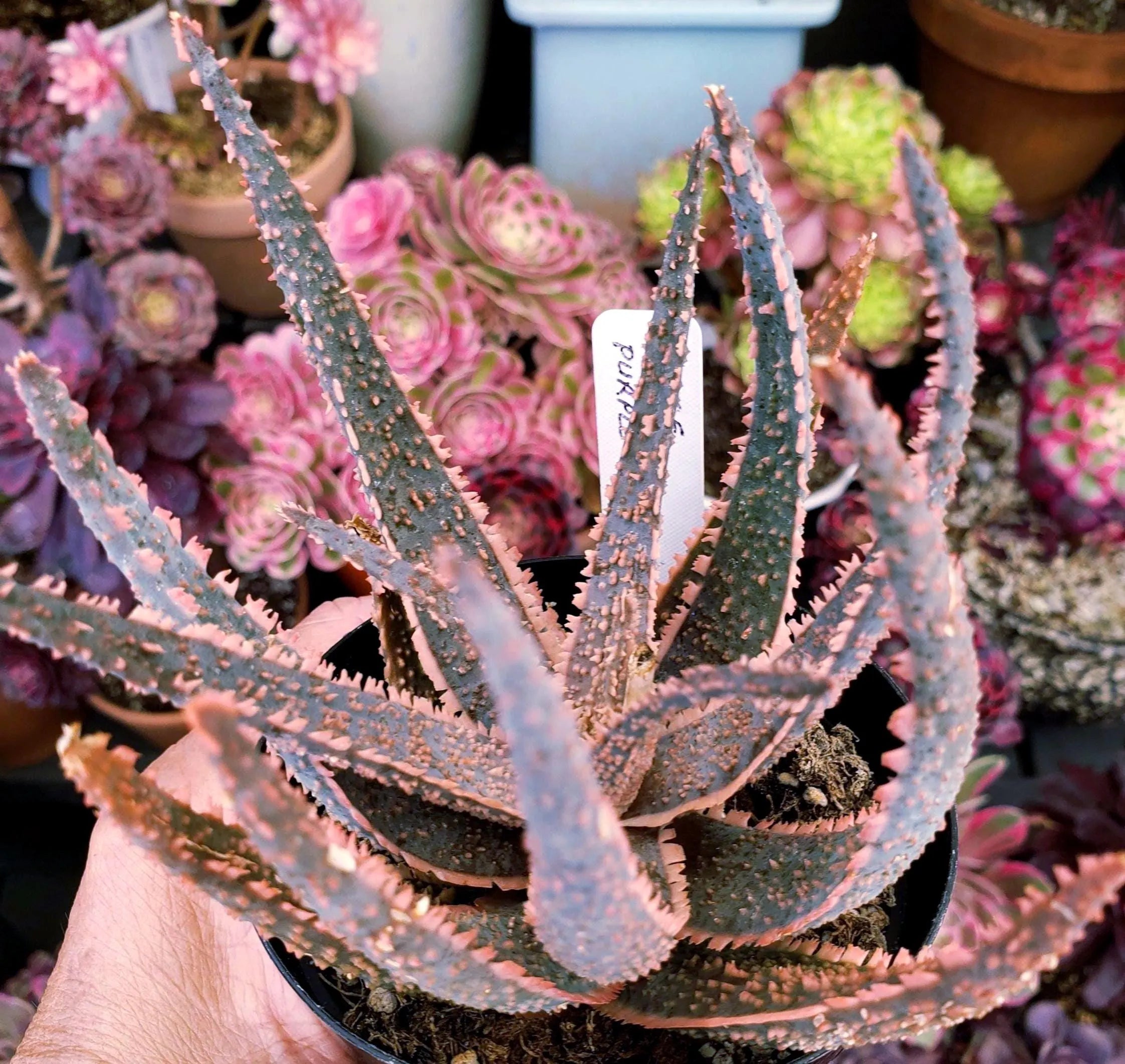 Aloe Purple Haze succulent in 4 inch pot. Will ship bare root.