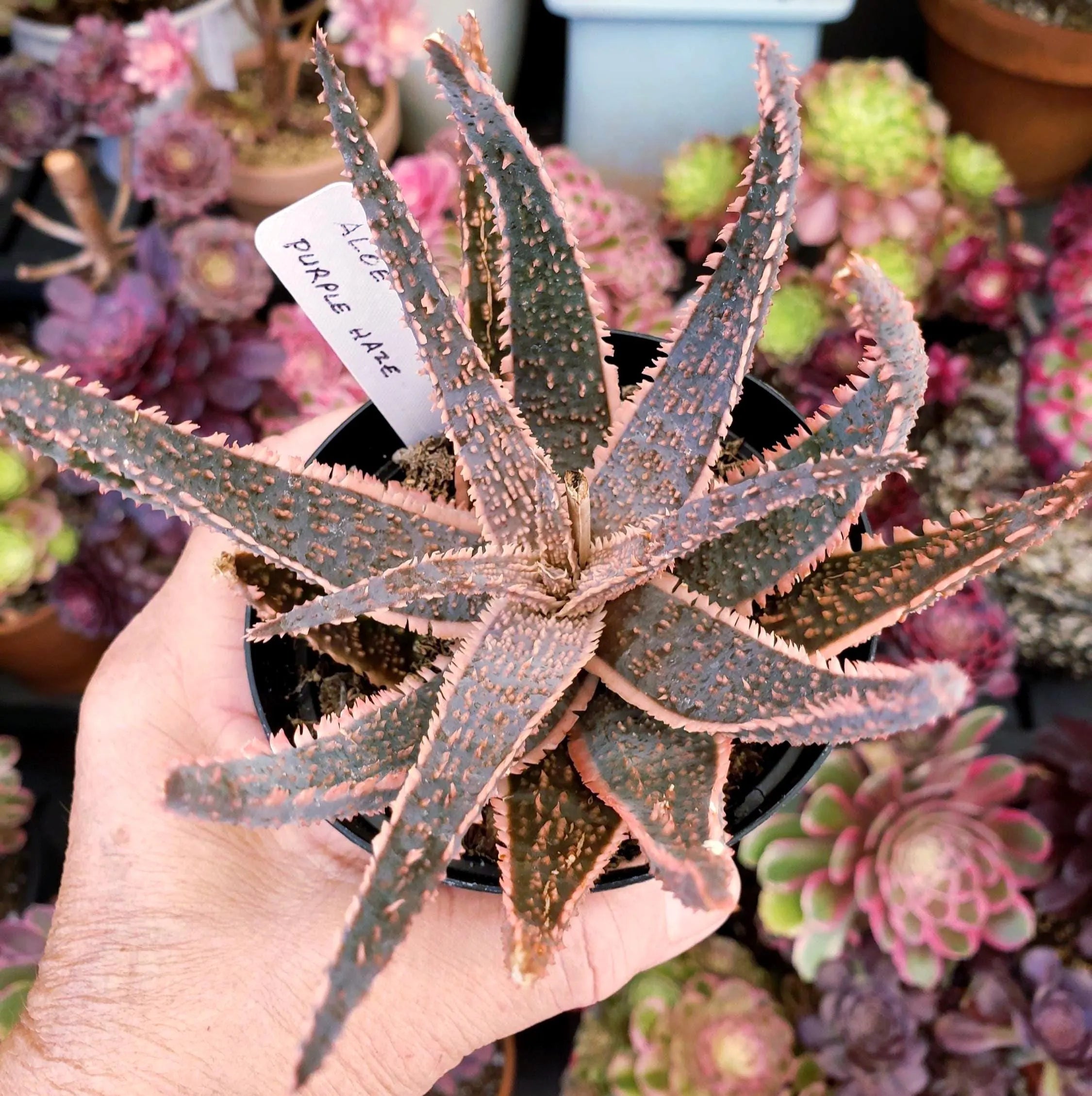 Aloe Purple Haze succulent in 4 inch pot. Will ship bare root.