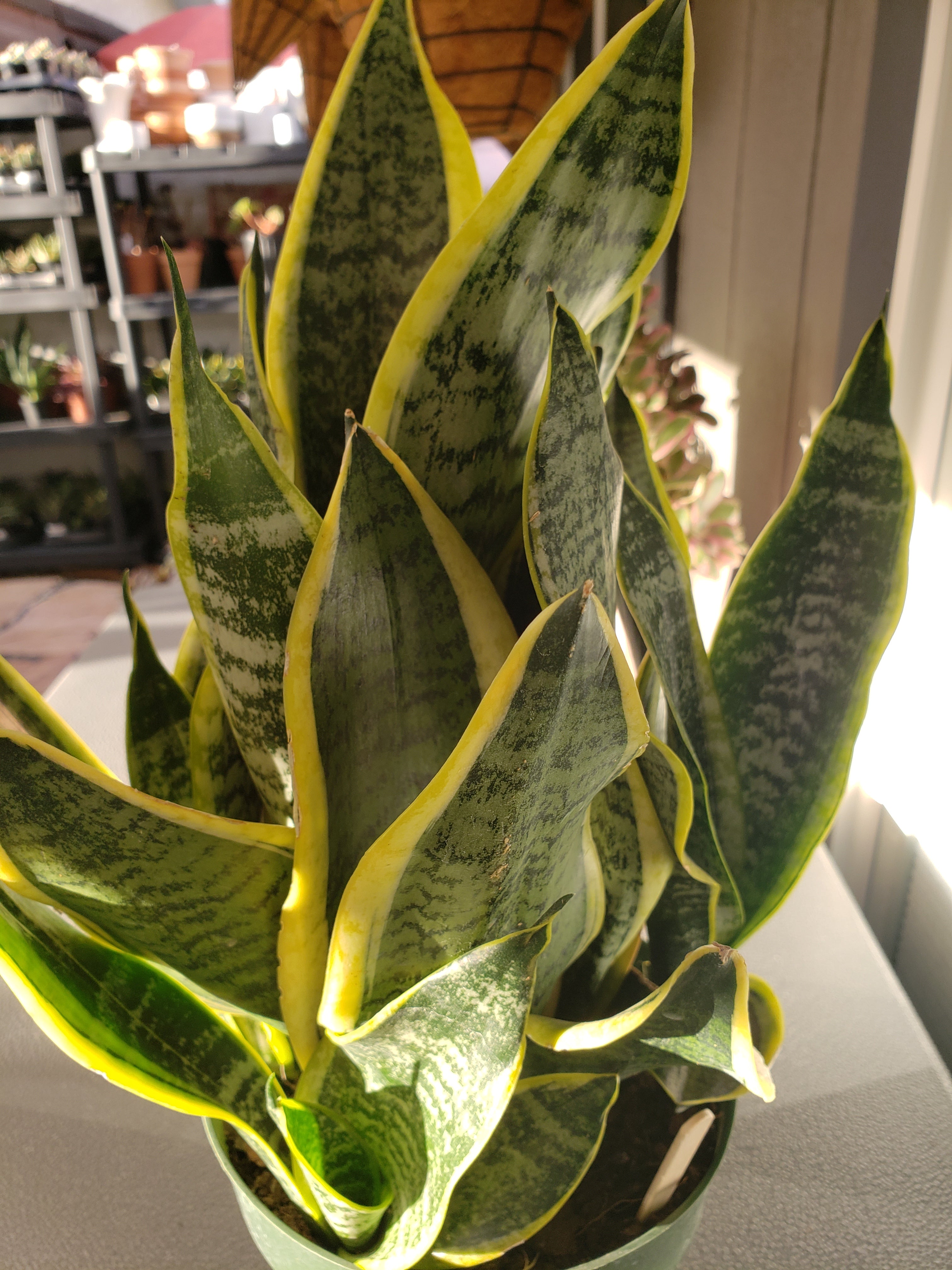 Sansevieria Laurentii Succulent. Rooted in 6 inch pot.