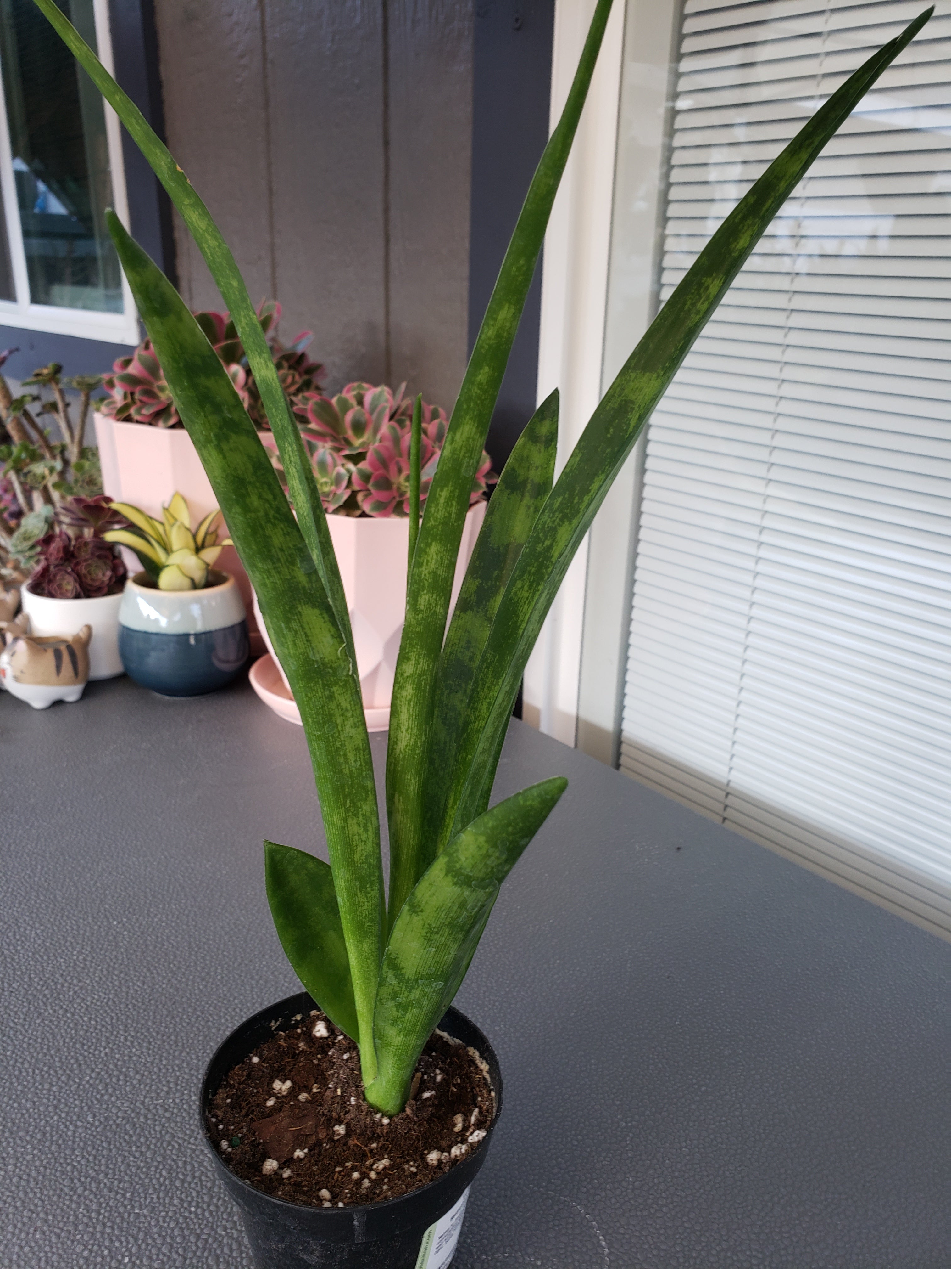 Sansevieria Parva succulent. Rare. Rooted in 4" pot.