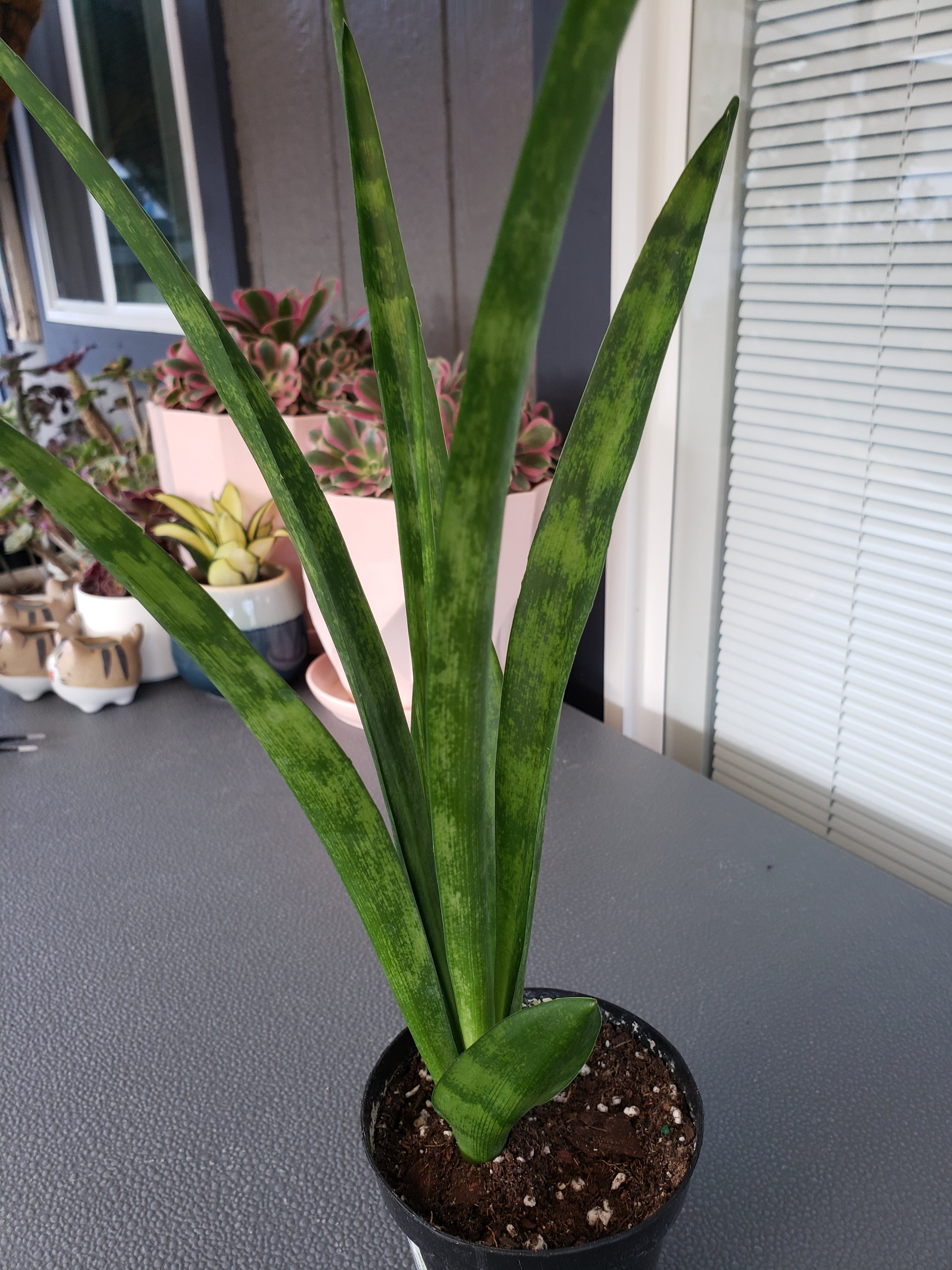 Sansevieria Parva succulent. Rare. Rooted in 4" pot.