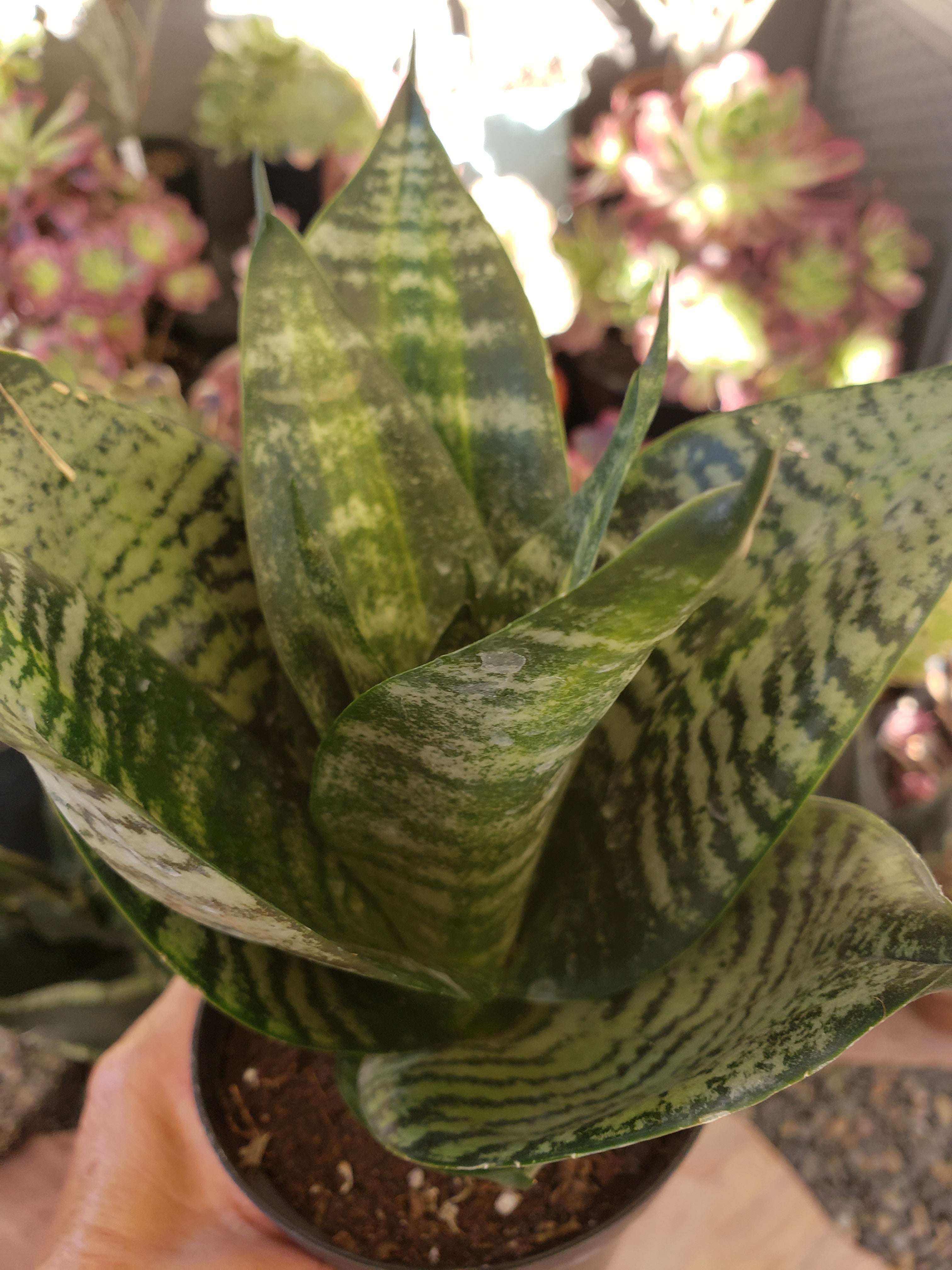 Sansevieria Hahnii Tiger Star in 4" pot. Rare succulent.