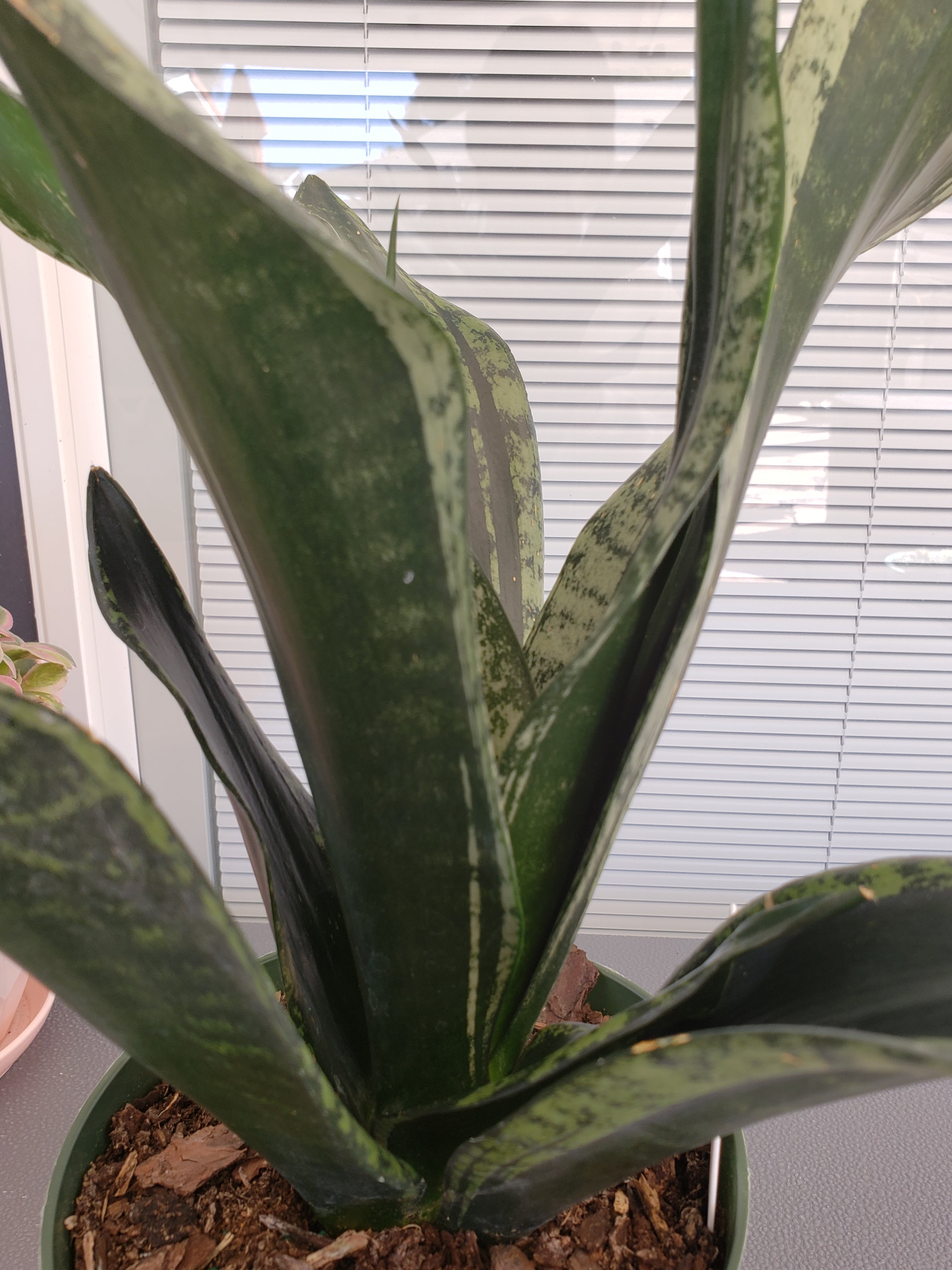 Sansevieria Whitney - rooted in 6 inch pot. Will ship bare root.