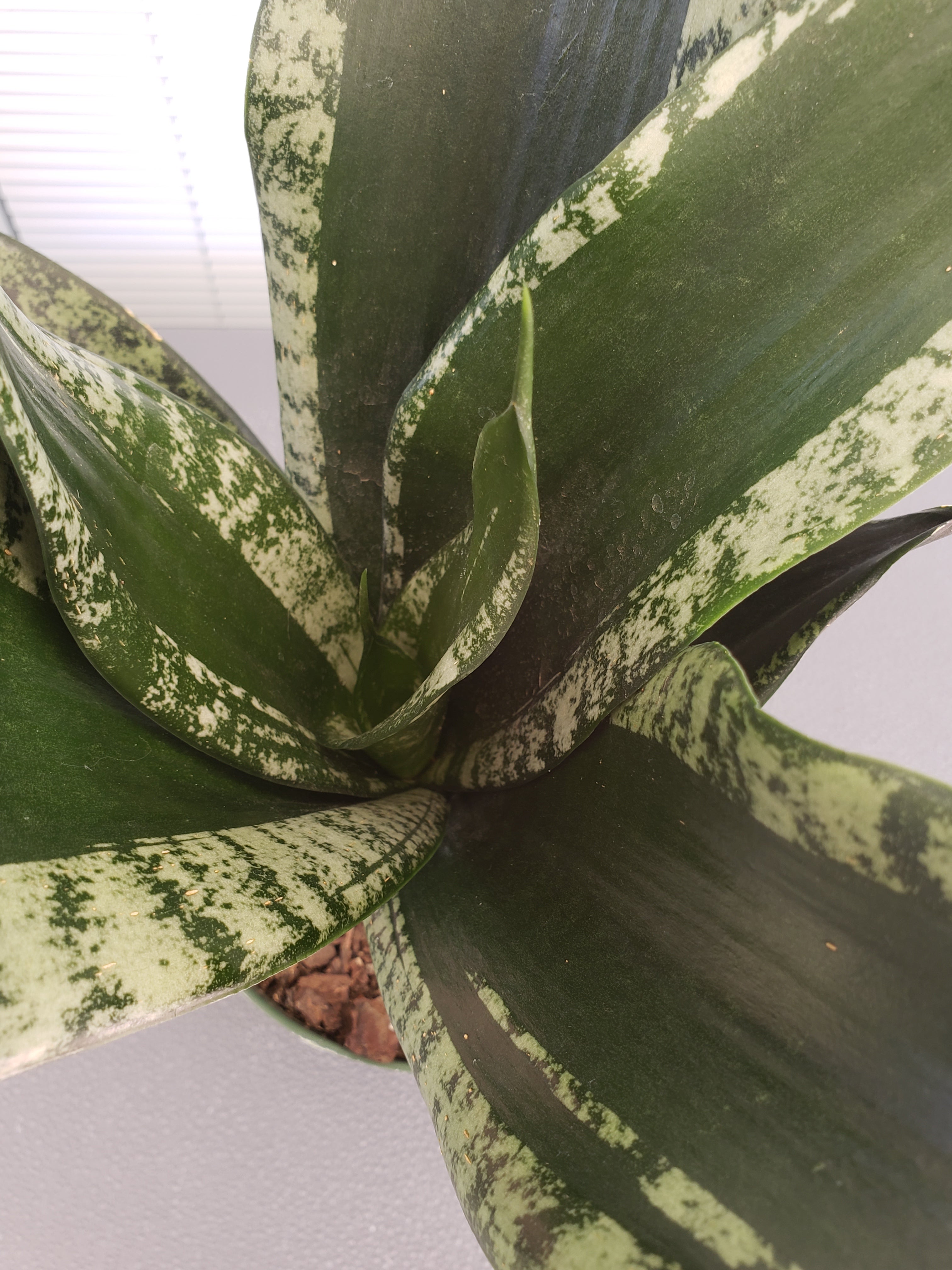 Sansevieria Whitney - rooted in 6 inch pot. Will ship bare root.