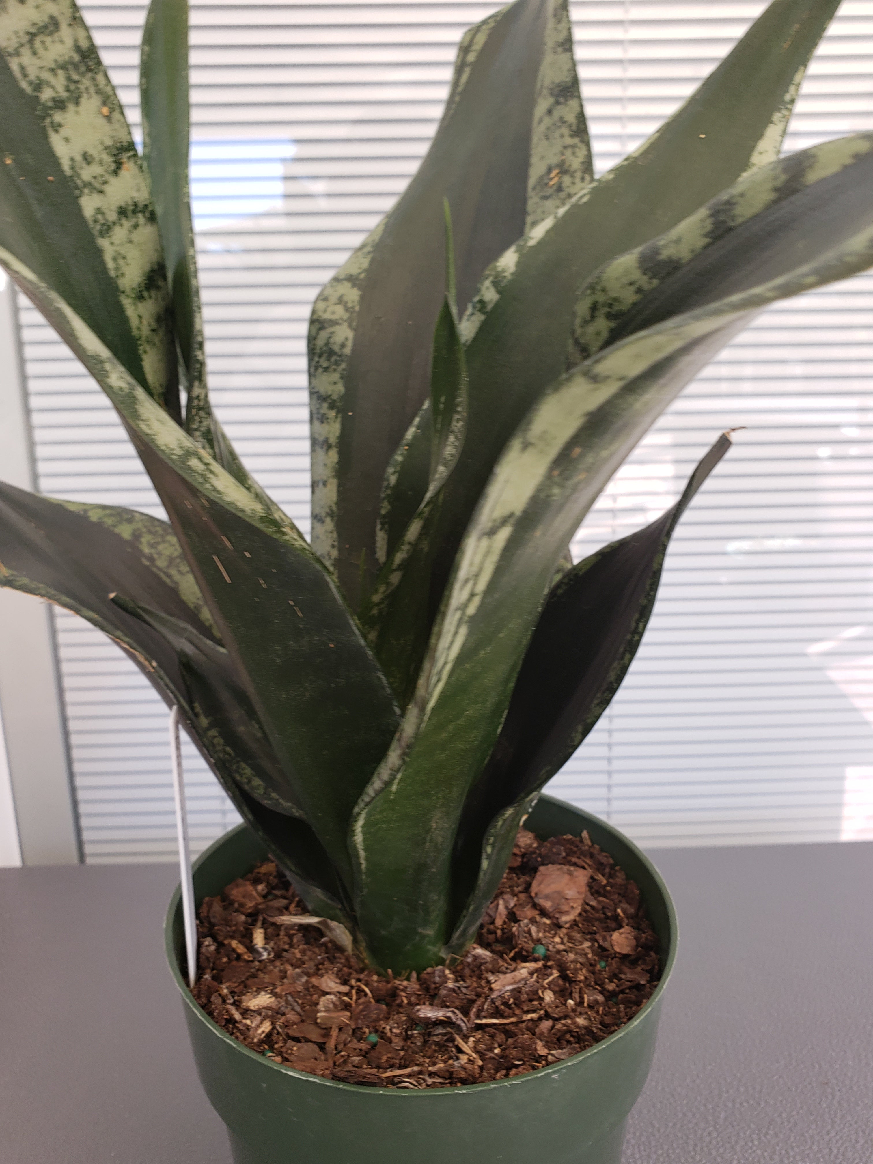 Sansevieria Whitney - rooted in 6 inch pot. Will ship bare root.