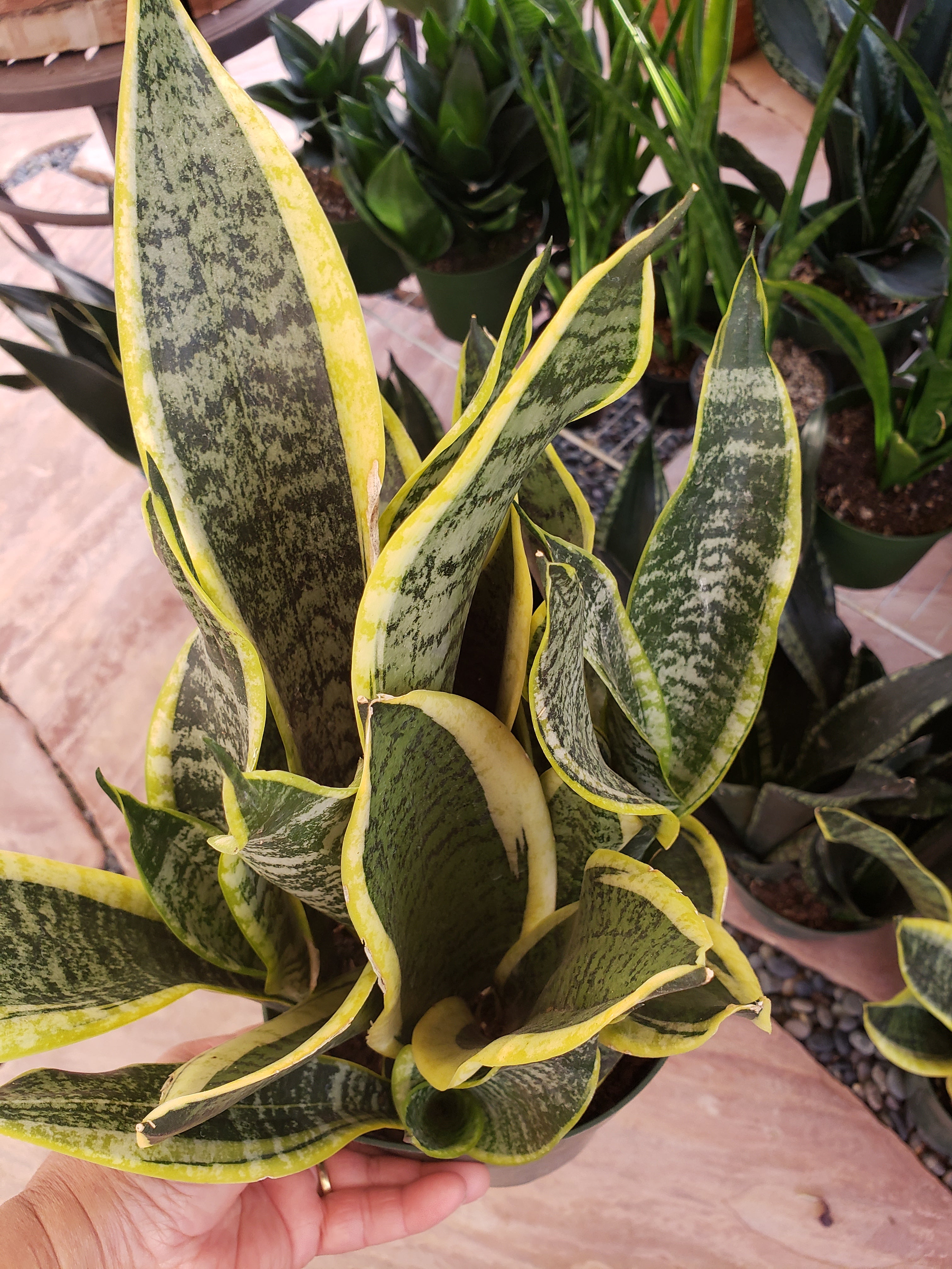 Sansevieria Laurentii Succulent. Rooted in 6 inch pot.