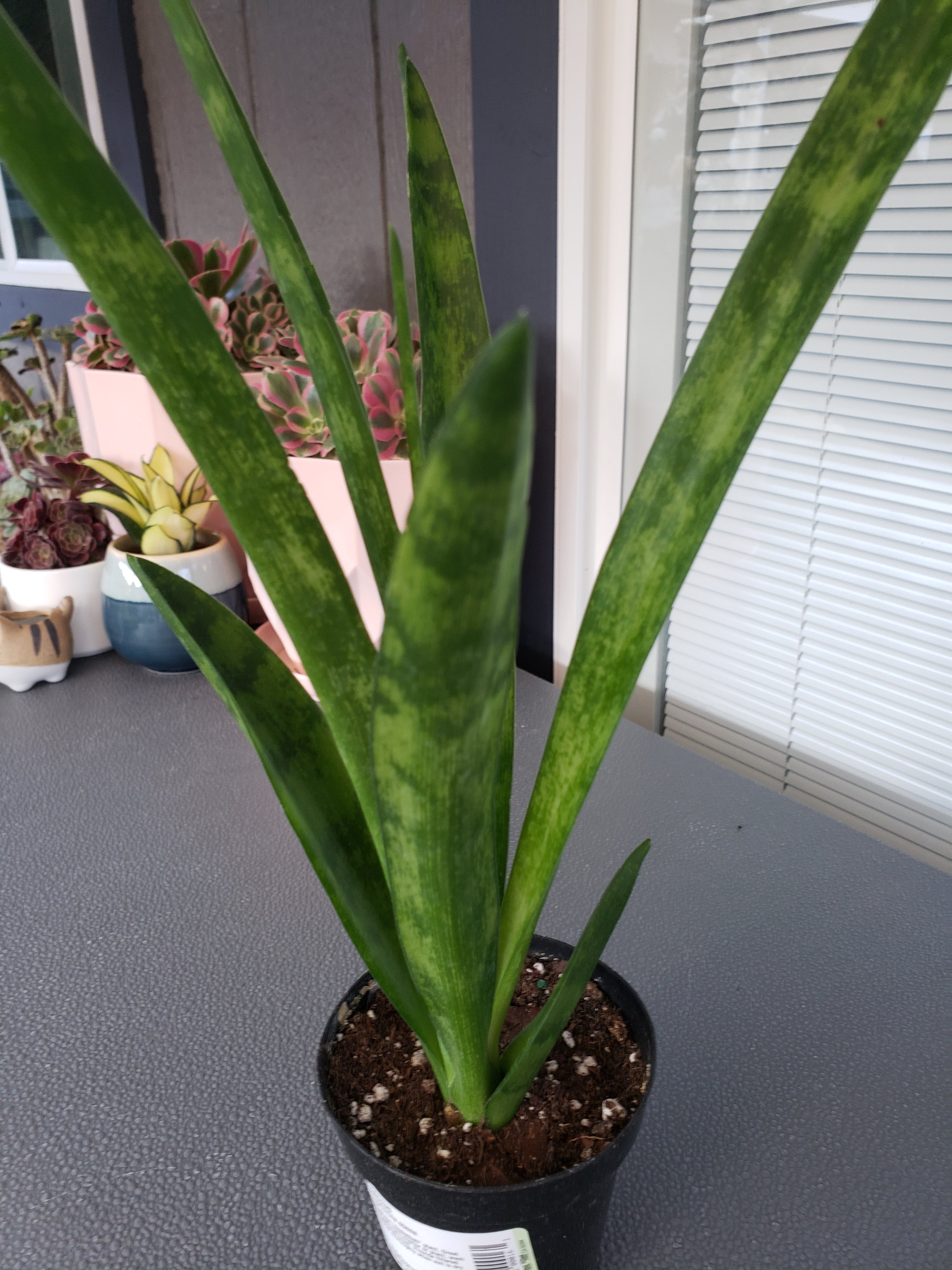 Sansevieria Parva succulent. Rare. Rooted in 4" pot.