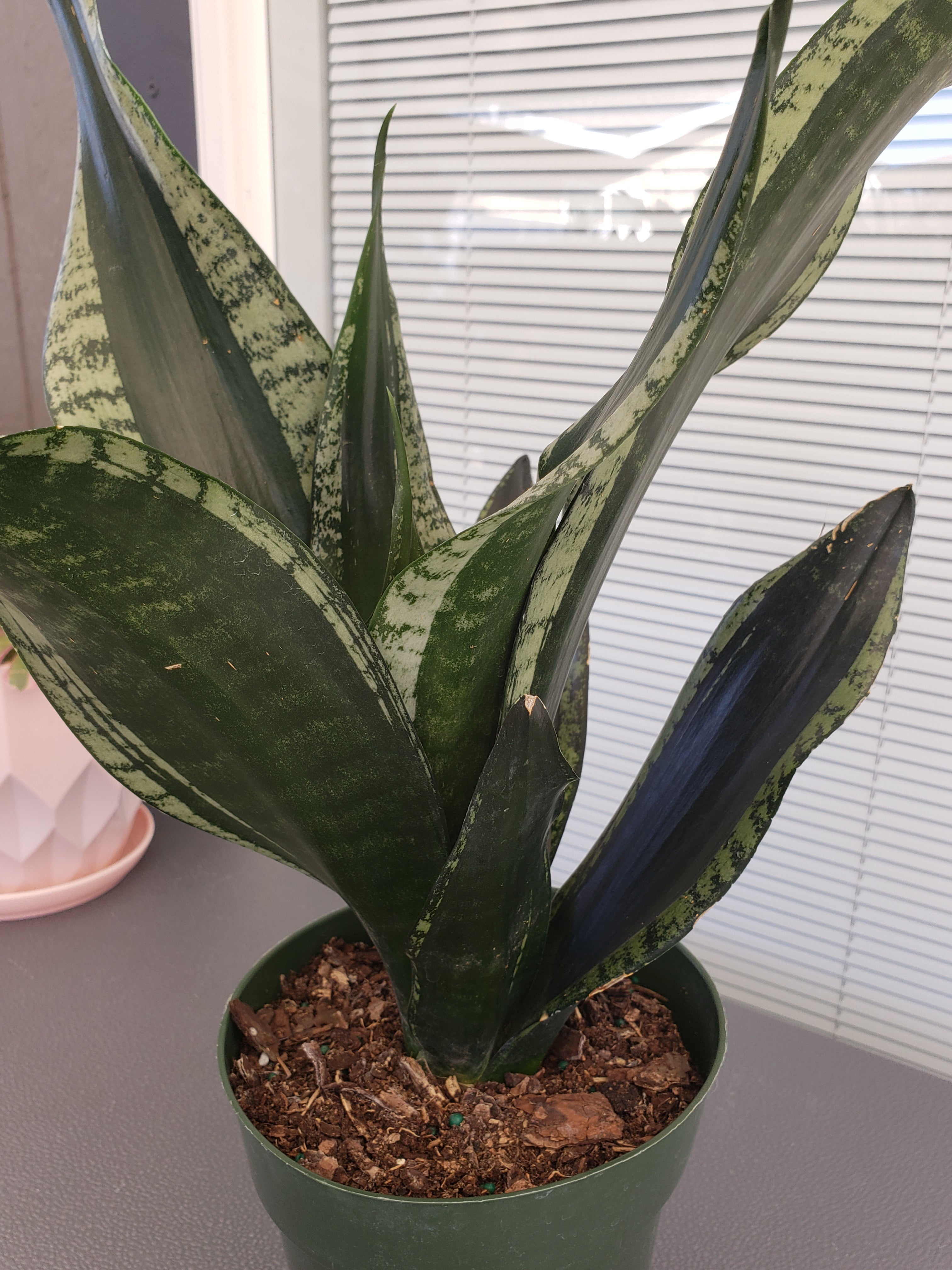 Sansevieria Whitney - rooted in 6 inch pot. Will ship bare root.