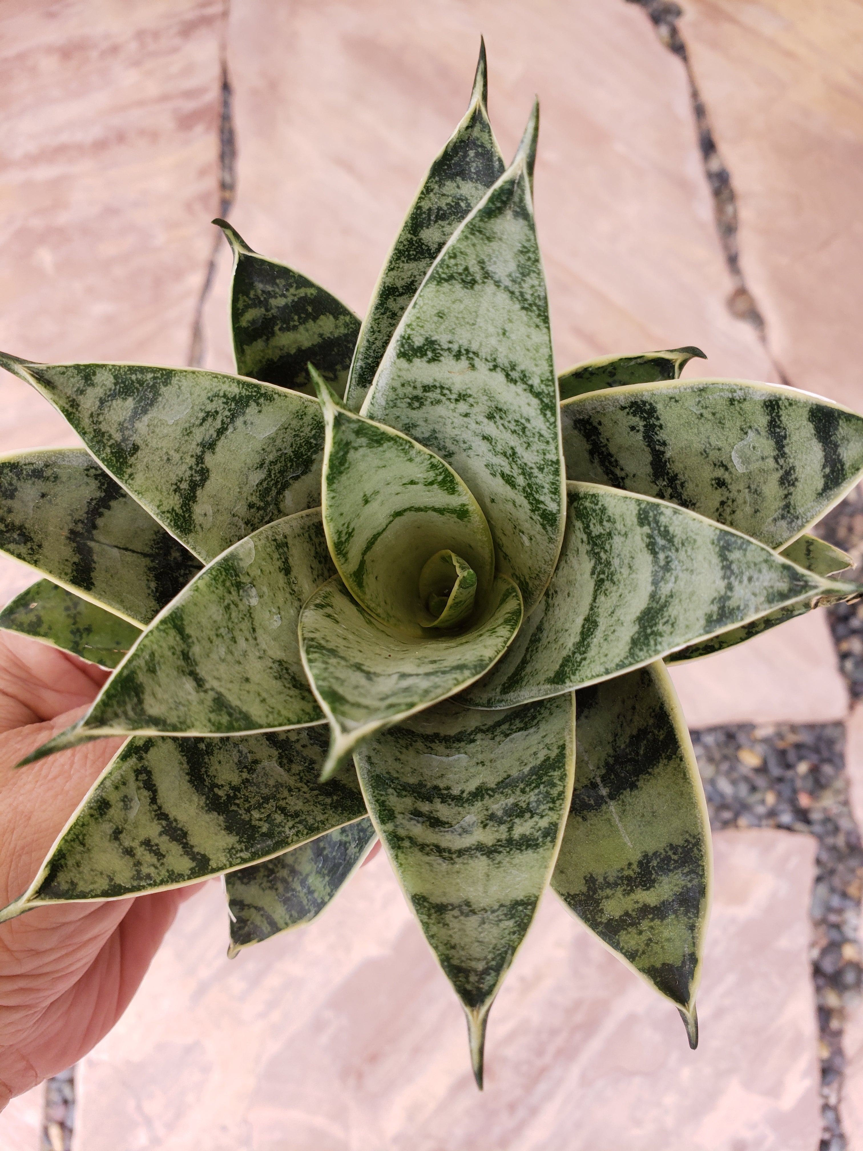Sansevieria Hahnii Silver Star rooted in 4" pot. Will ship bare root.