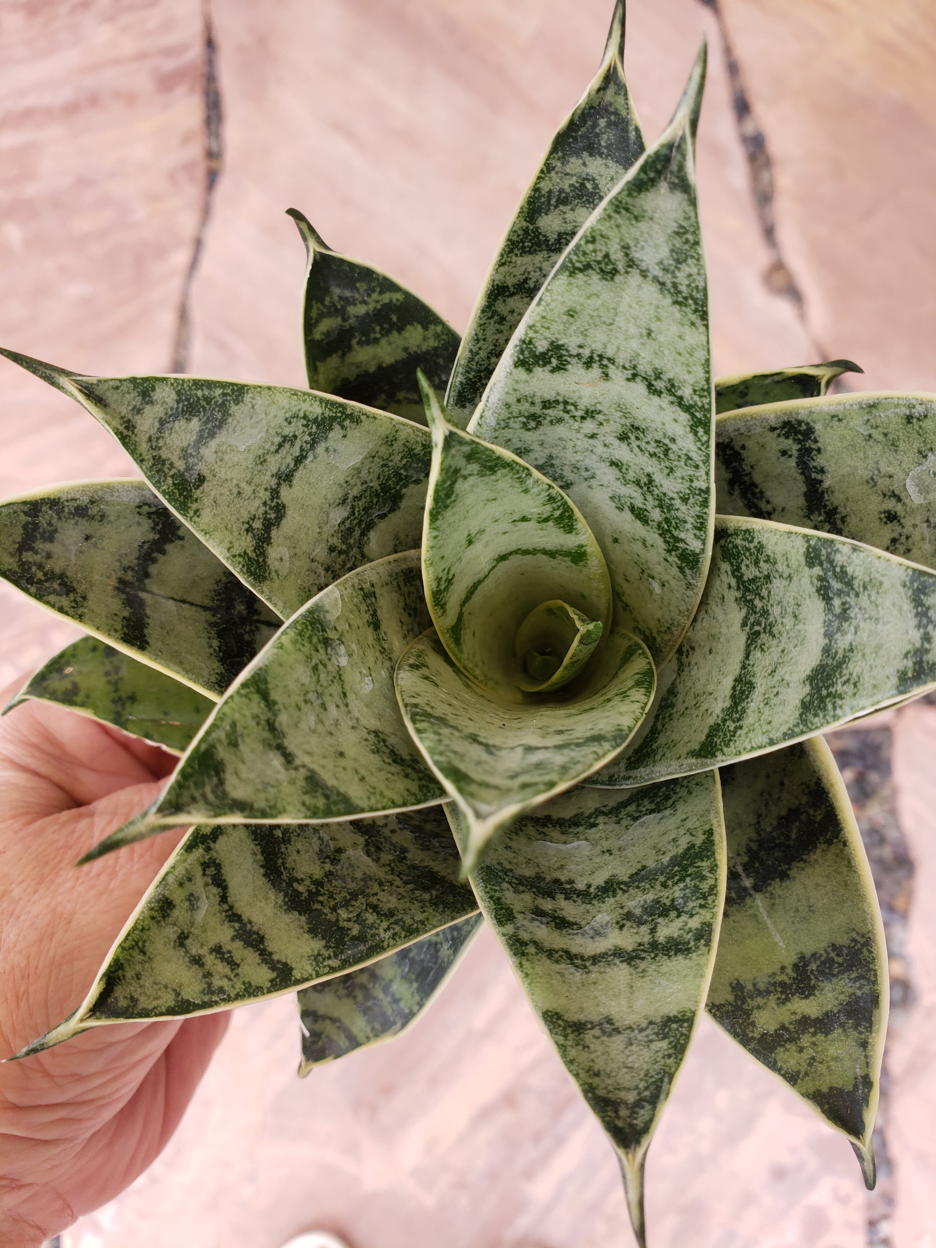 Sansevieria Hahnii Silver Star rooted in 4" pot. Will ship bare root.