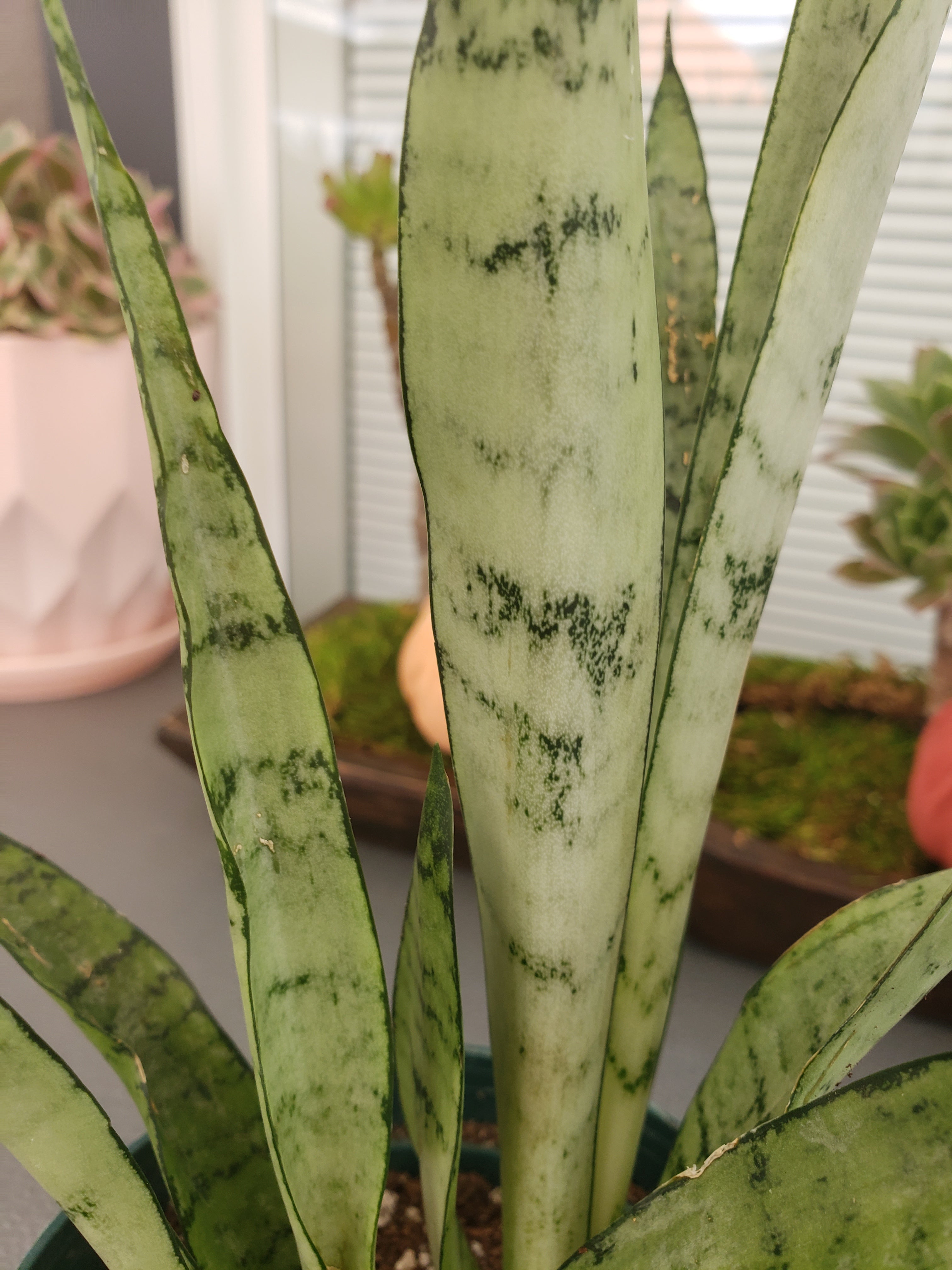 Sansevieria Silver Streak rooted in 6" pot. Rare succulent.