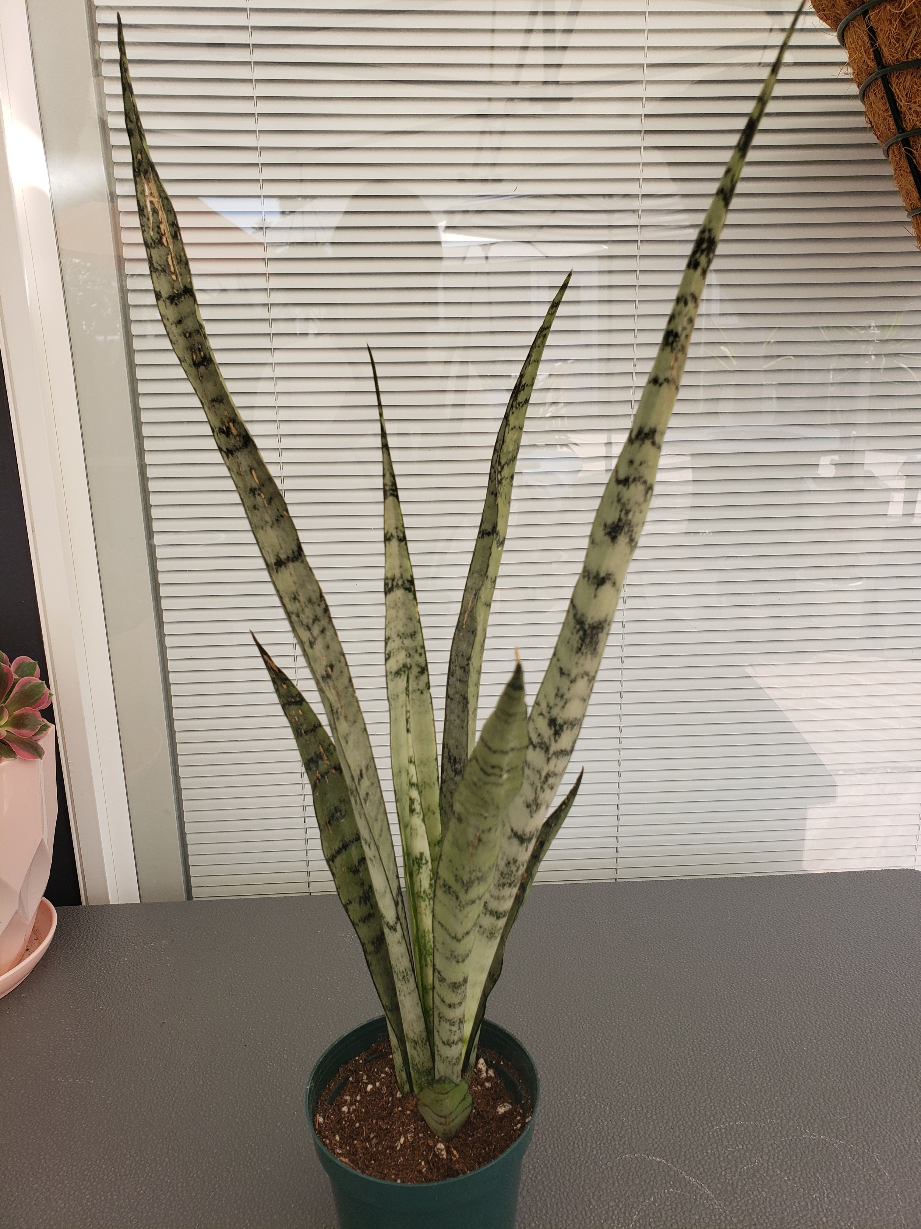 Sansevieria Silver Streak rooted in 6" pot. Rare succulent.
