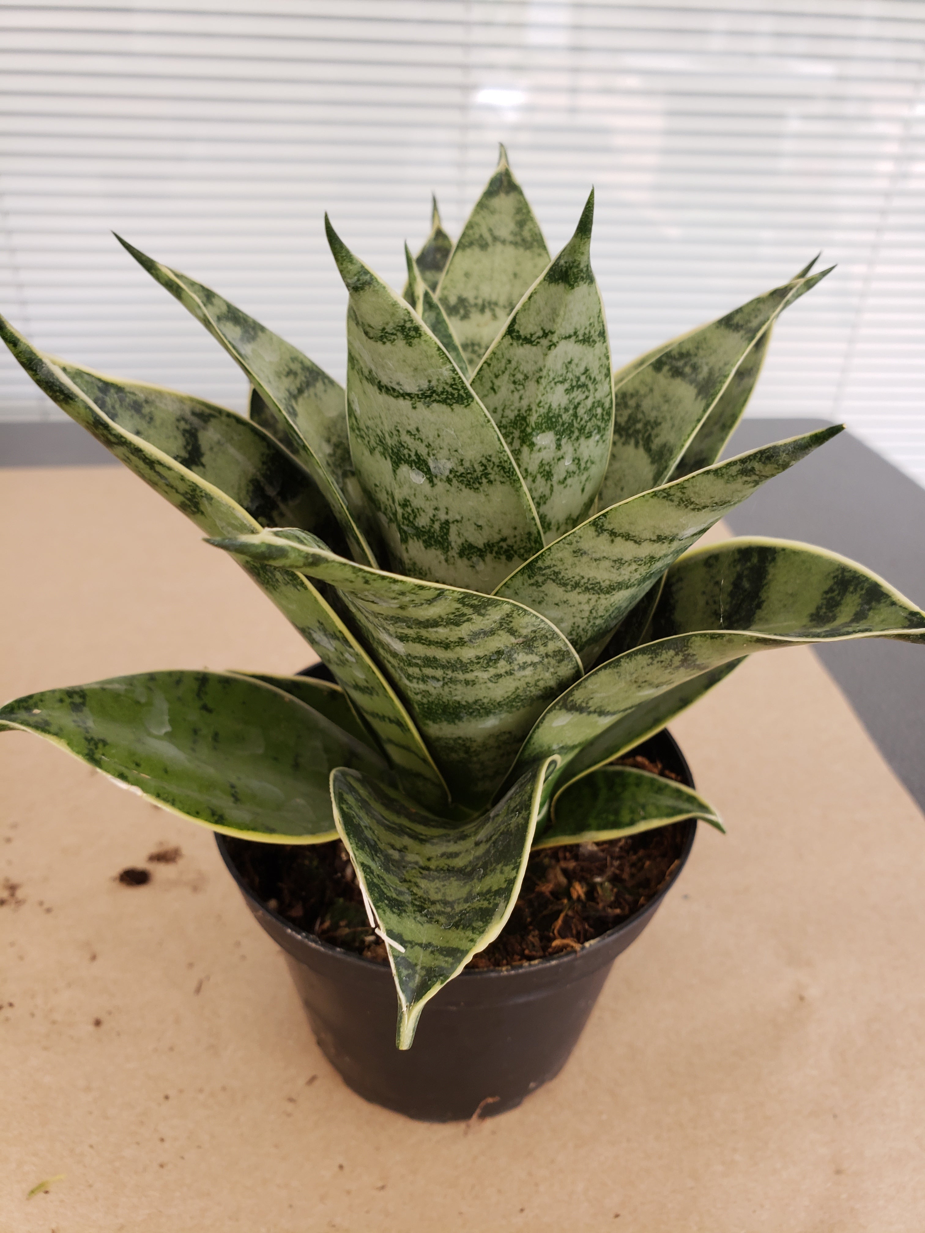 Sansevieria Hahnii Silver Star rooted in 4" pot. Will ship bare root.