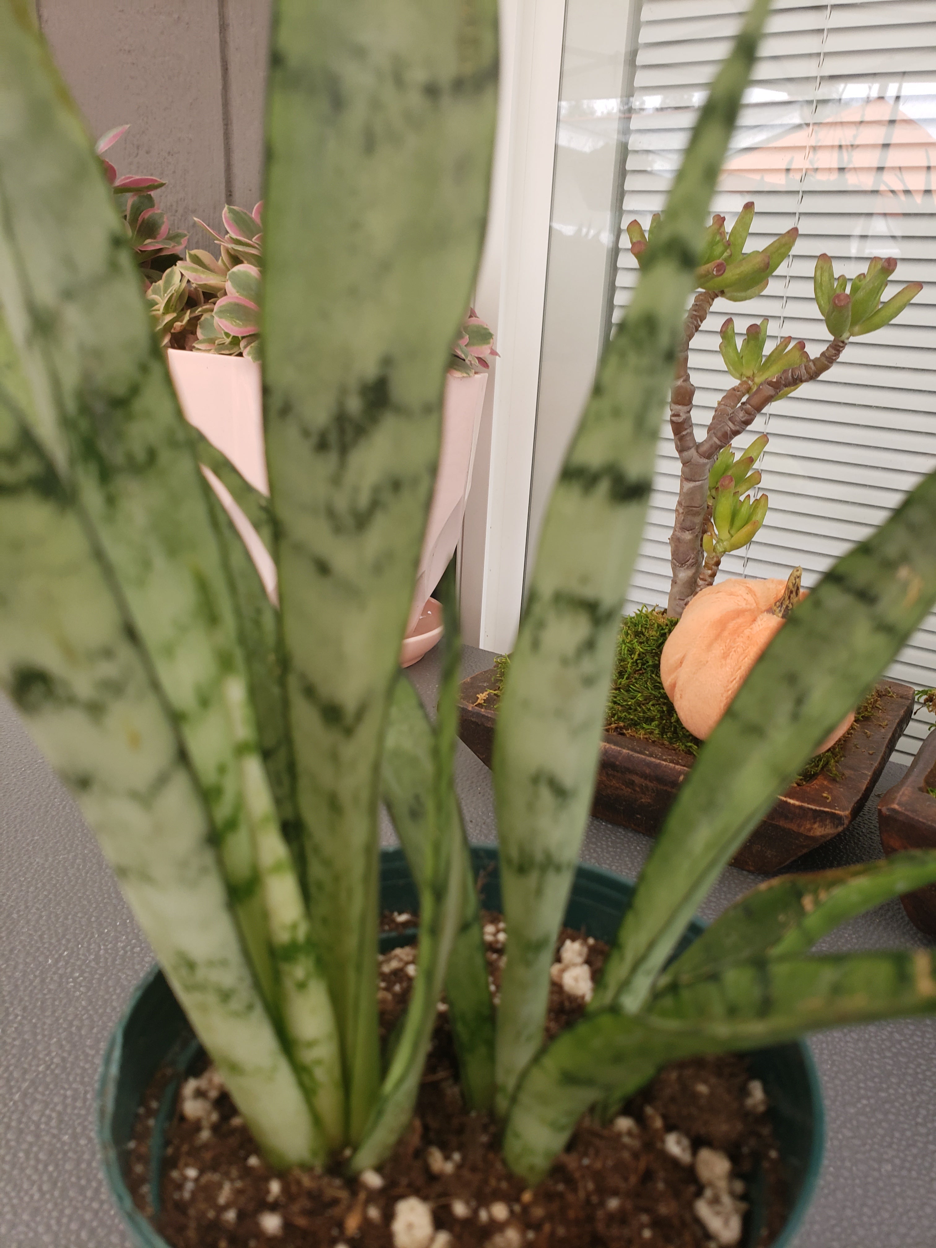 Sansevieria Silver Streak rooted in 6" pot. Rare succulent.