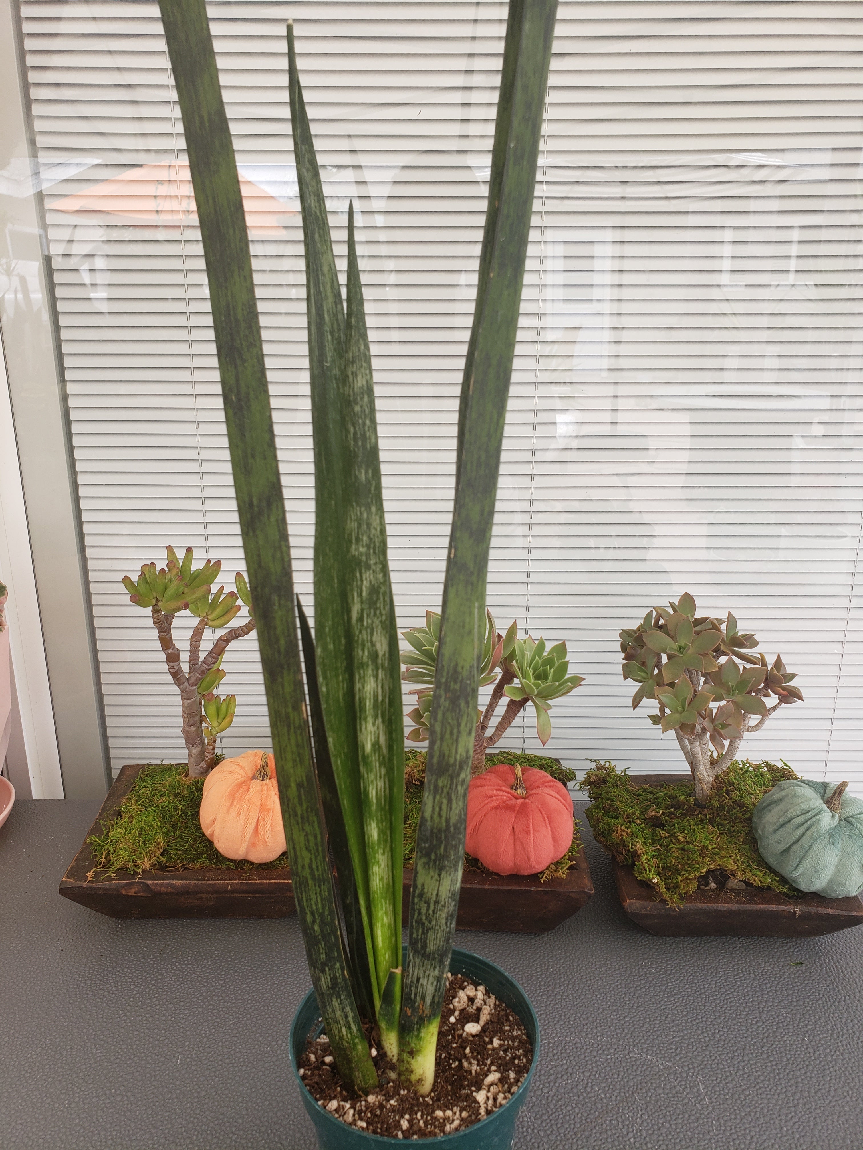 Sansevieria Snake Skin potted in 4" pot. Ship bare root. Rare and Collectible.