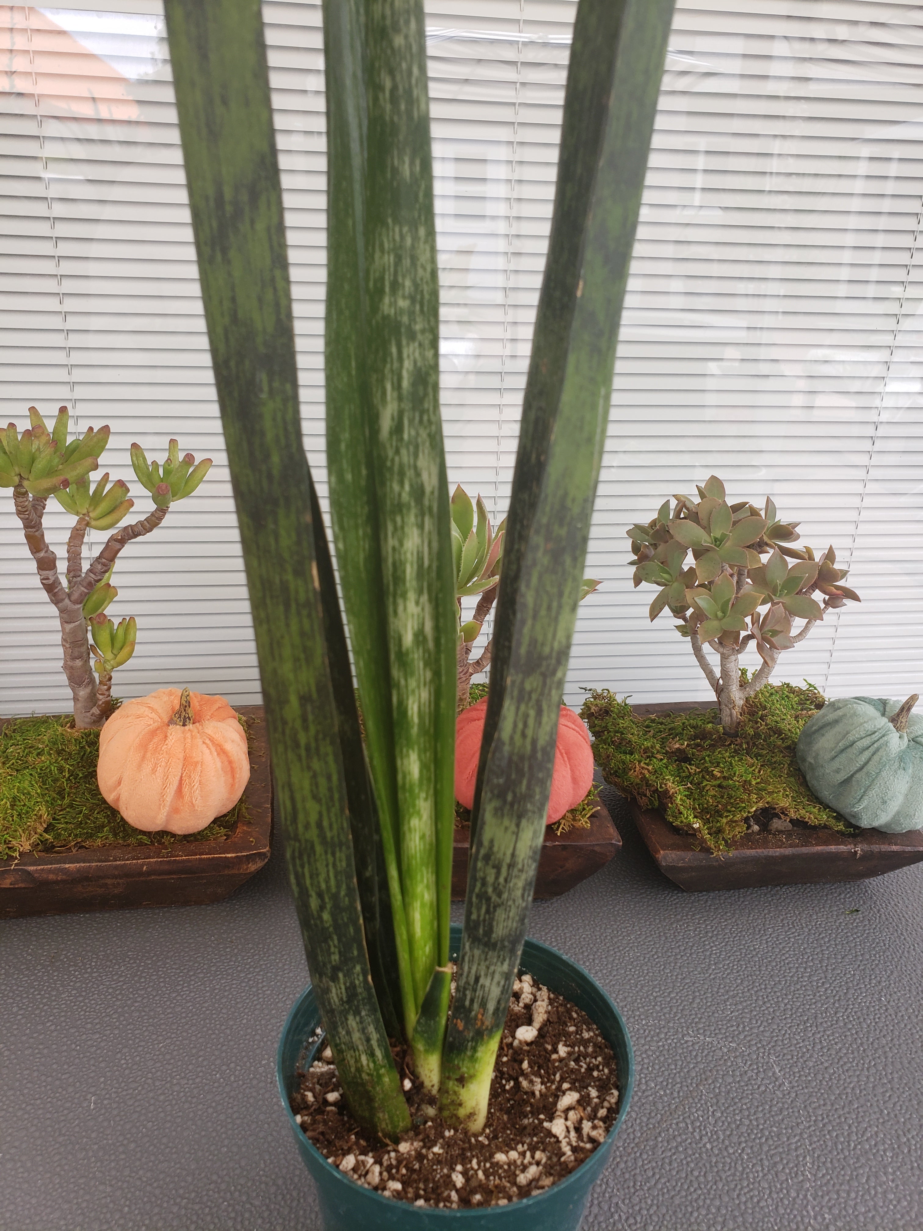 Sansevieria Snake Skin potted in 4" pot. Ship bare root. Rare and Collectible.