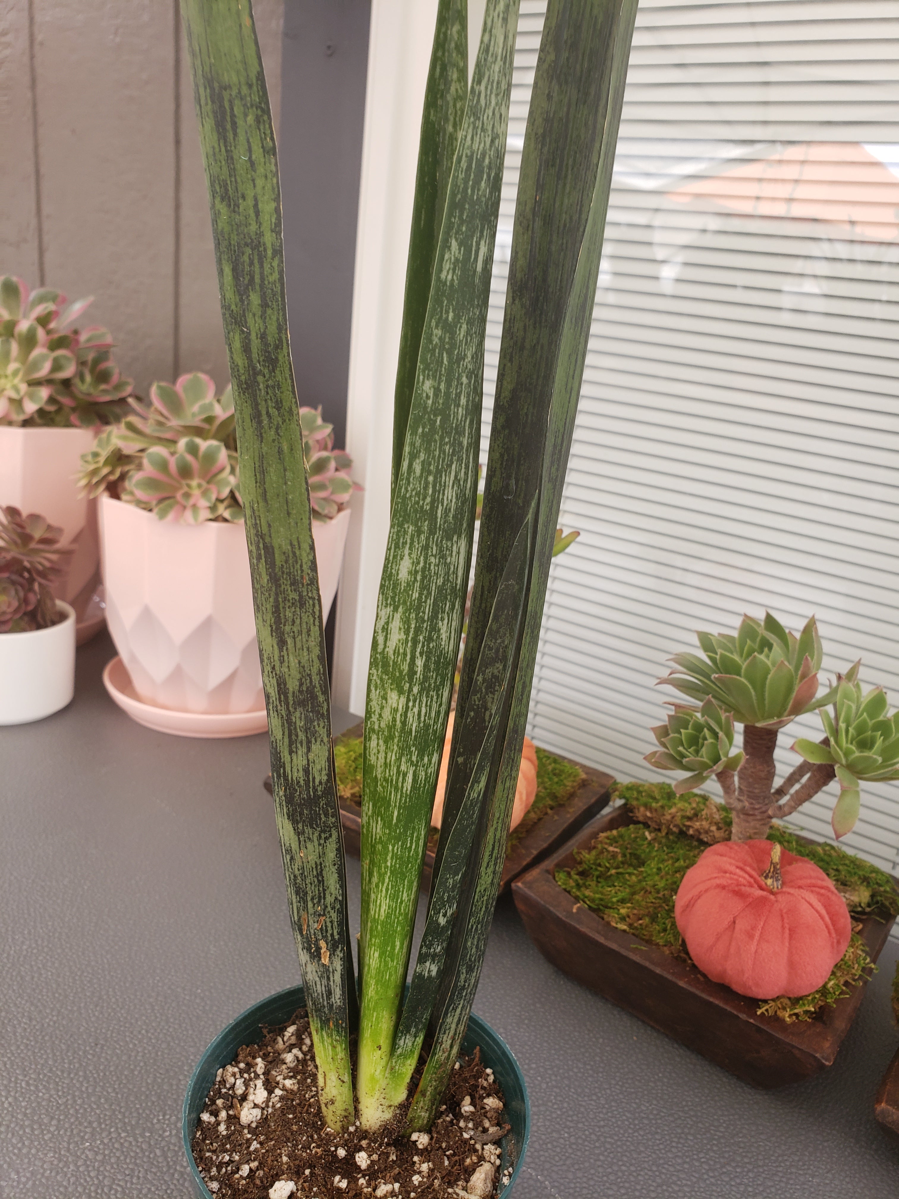 Sansevieria Snake Skin potted in 4" pot. Ship bare root. Rare and Collectible.