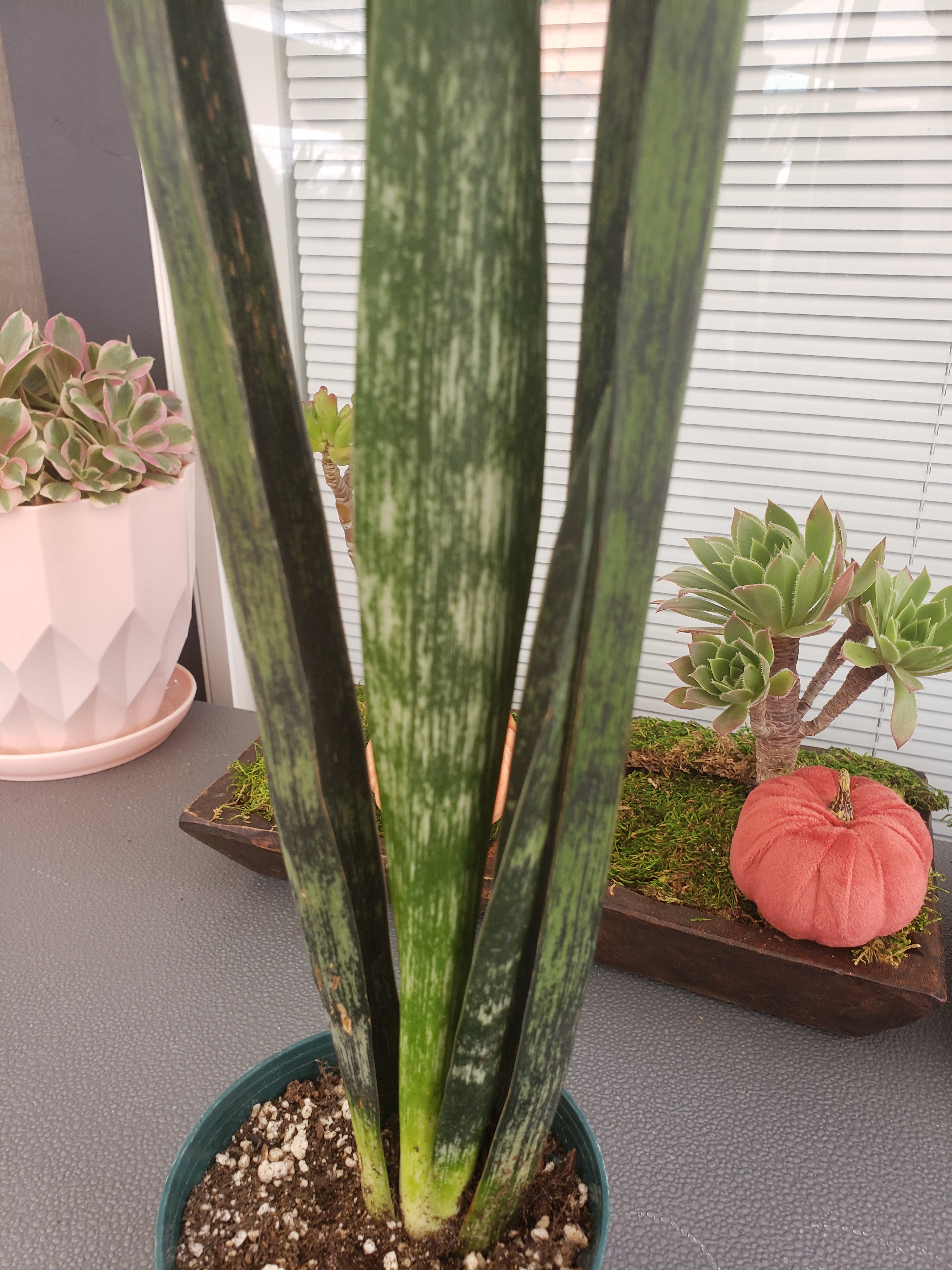 Sansevieria Snake Skin potted in 4" pot. Ship bare root. Rare and Collectible.