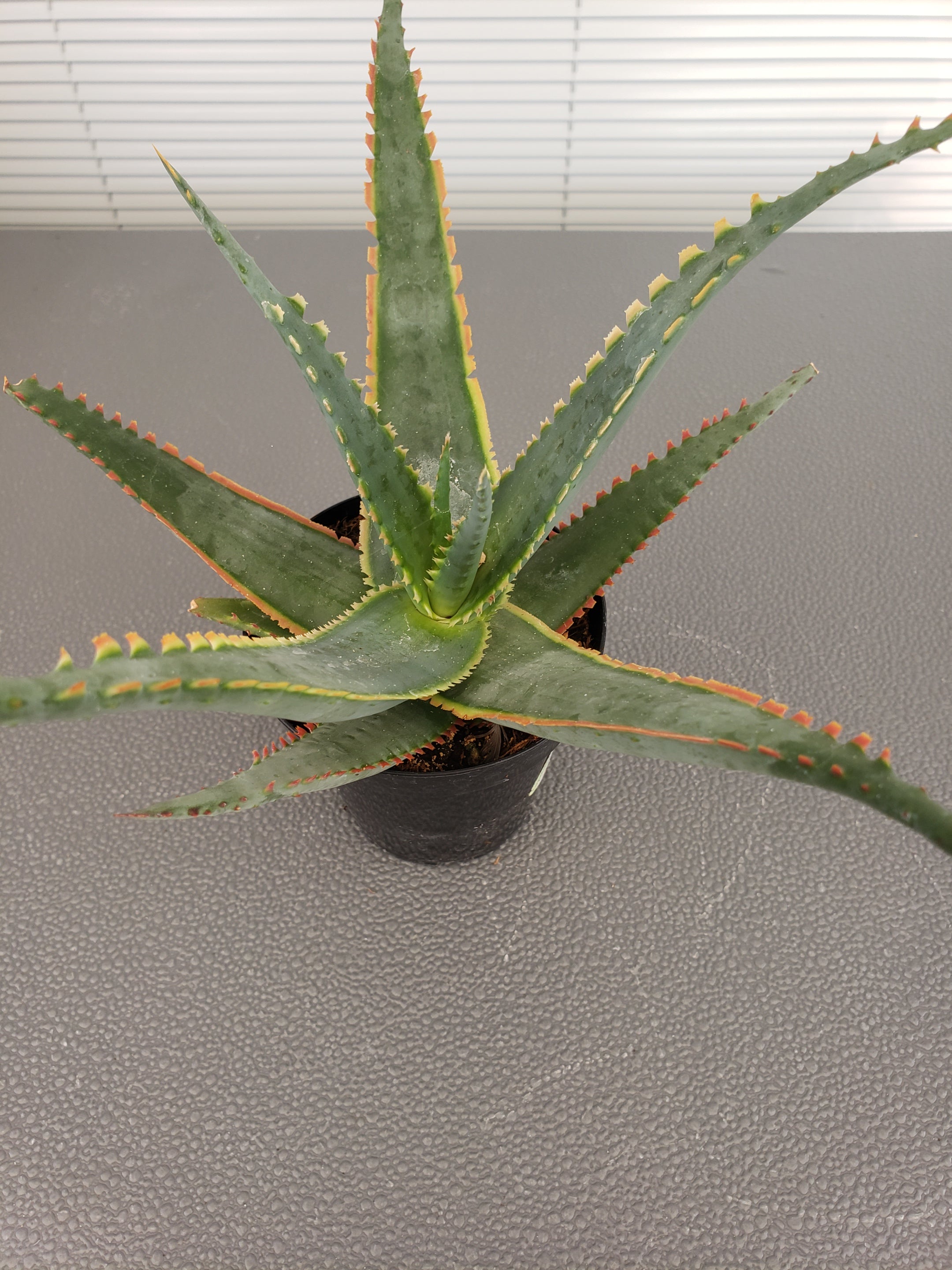 Aloe Sword Fish rooted in 4" pot. Will ship bare root.